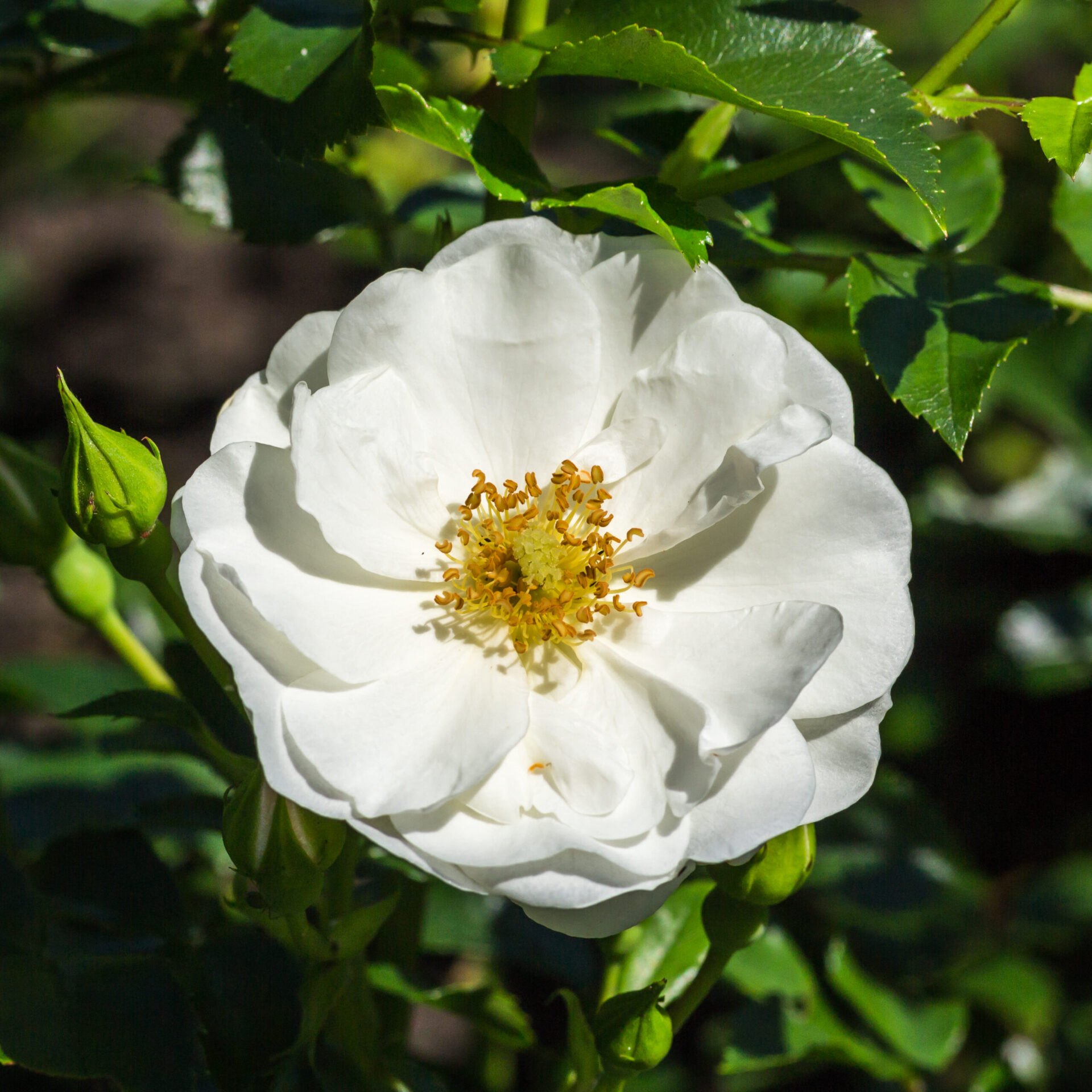 ROSA.IN_.B1_159
