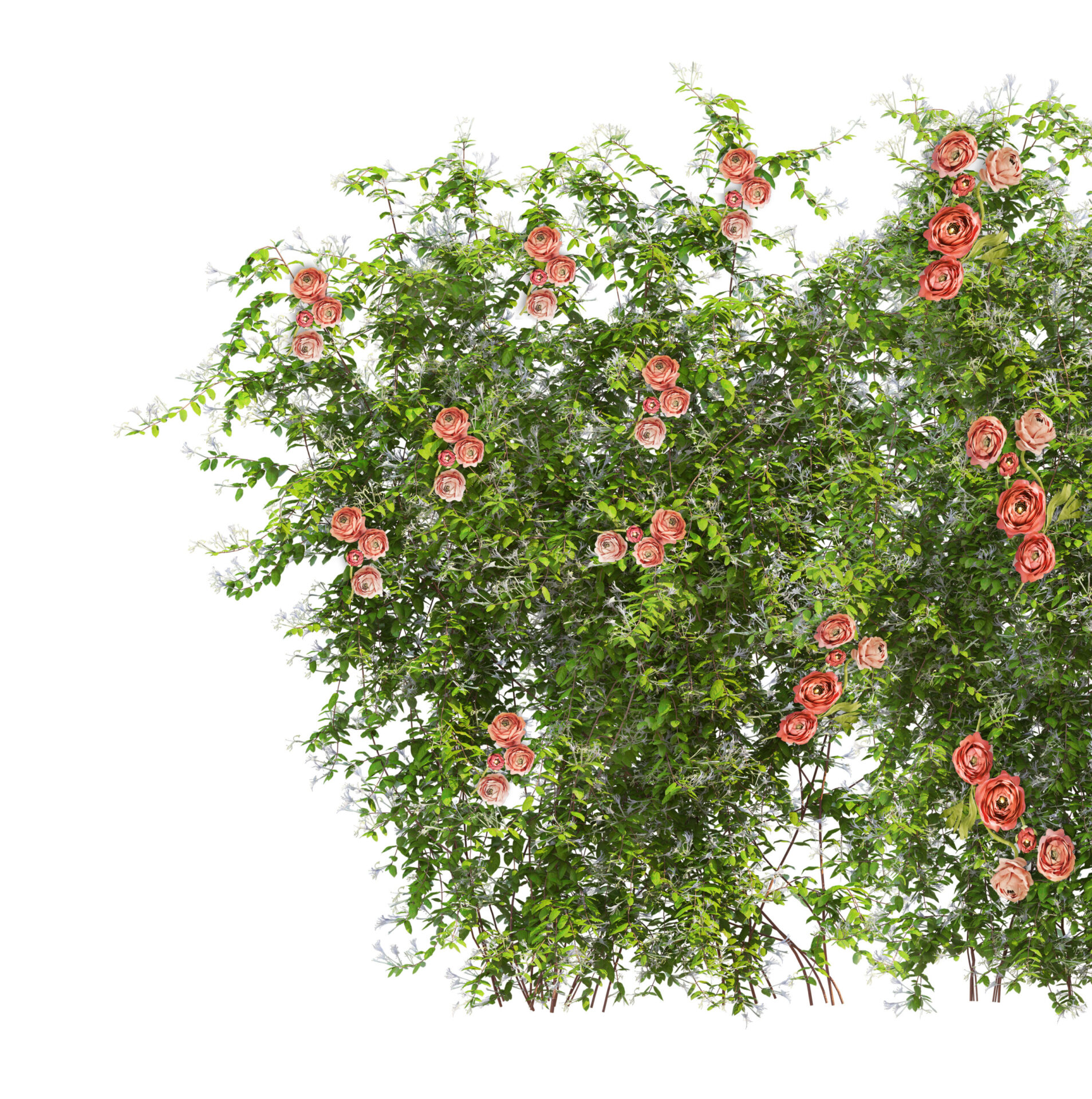 ROSE RAMPICANTI