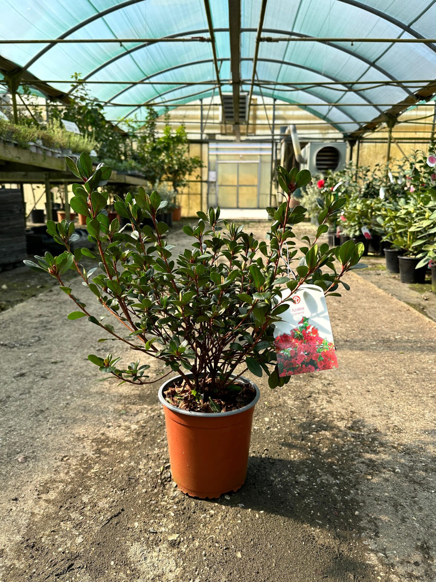 AZAL.JA_.31-35_1057