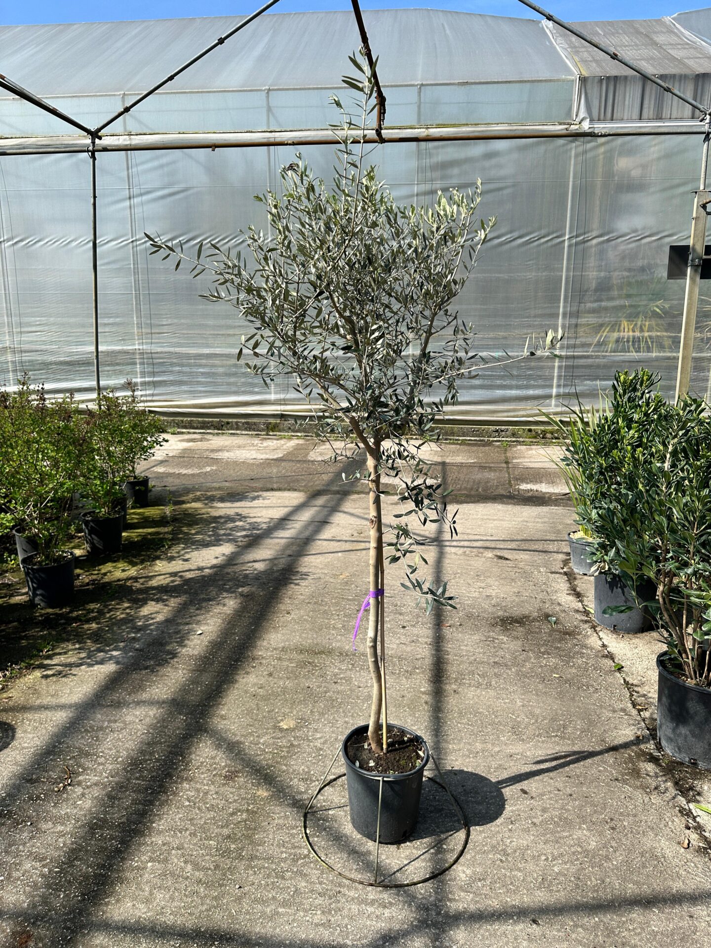 OLEA.EU_.Q_1282