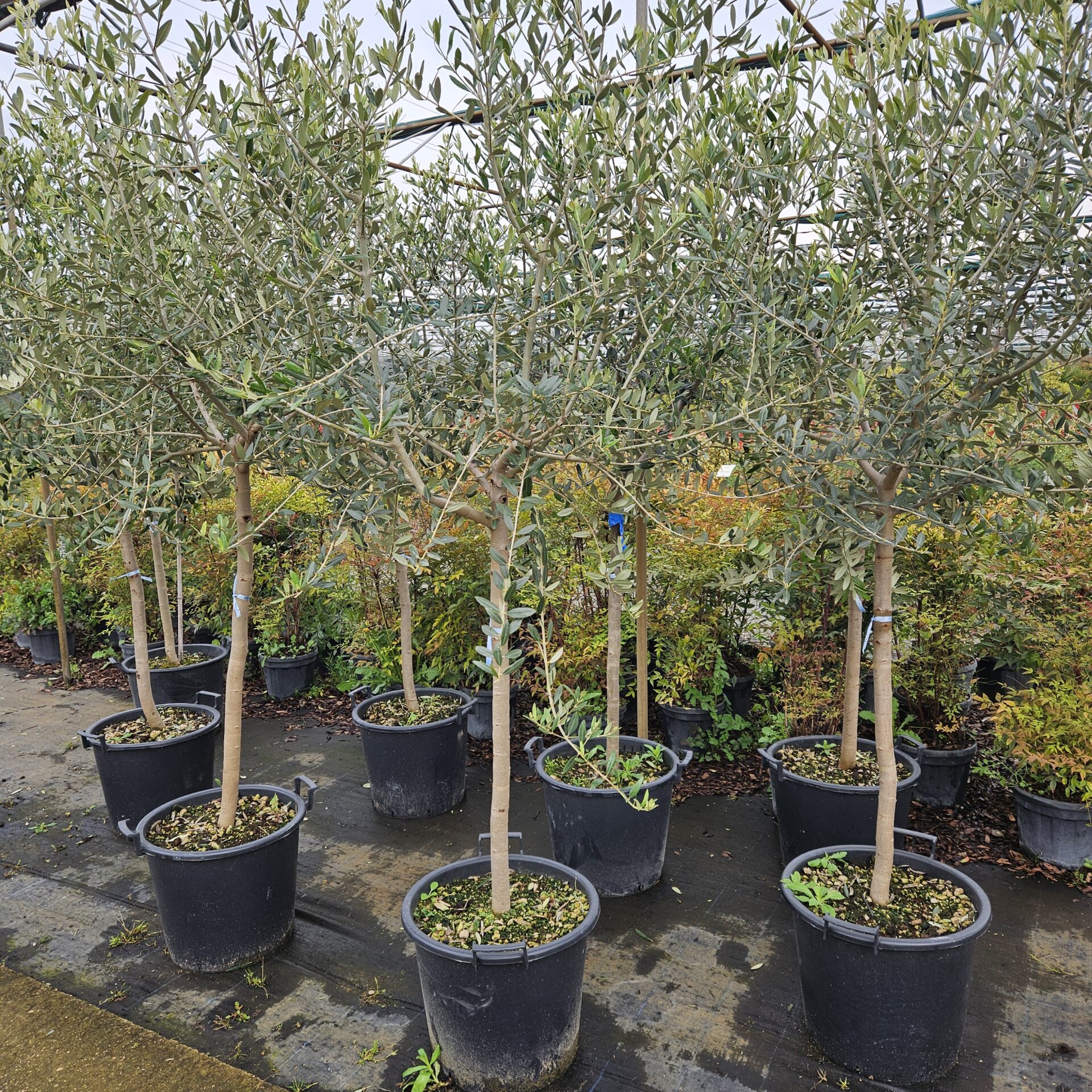 OLEA.EU_.Q_1399