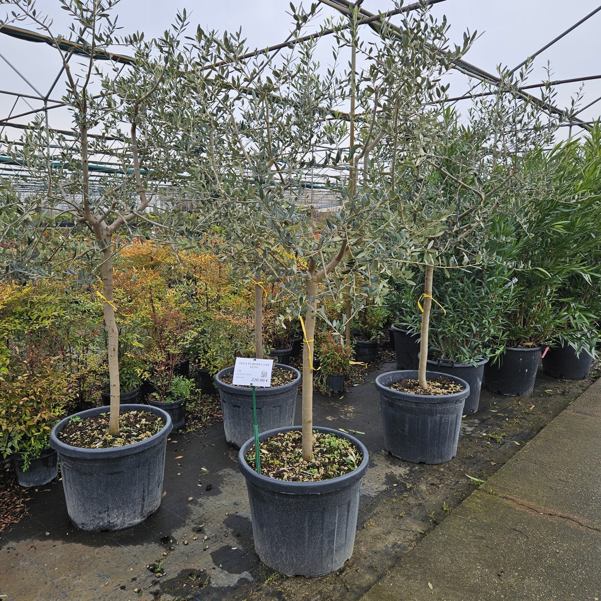 OLEA.EU_.T-_1400
