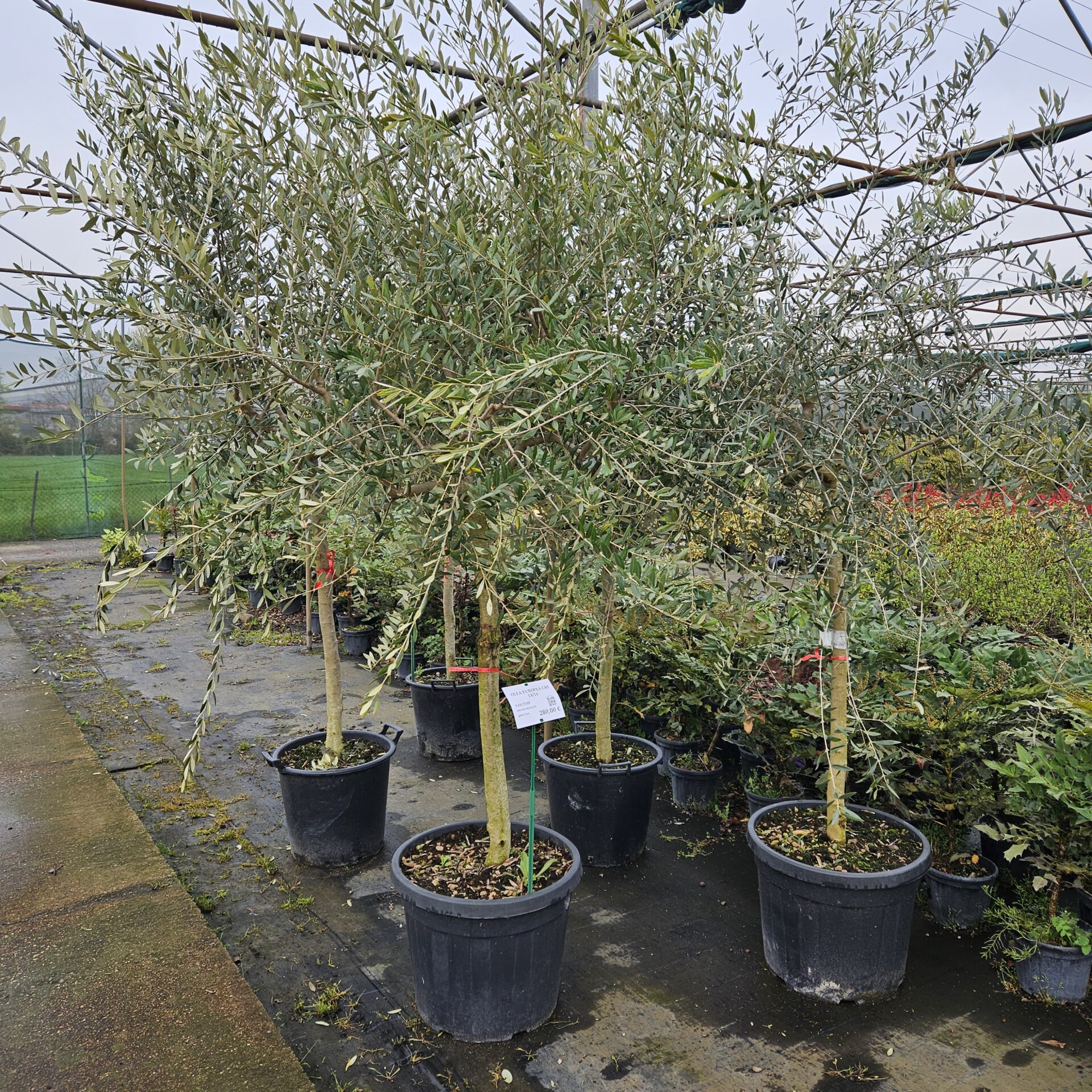 OLEA.EU_.T_1393