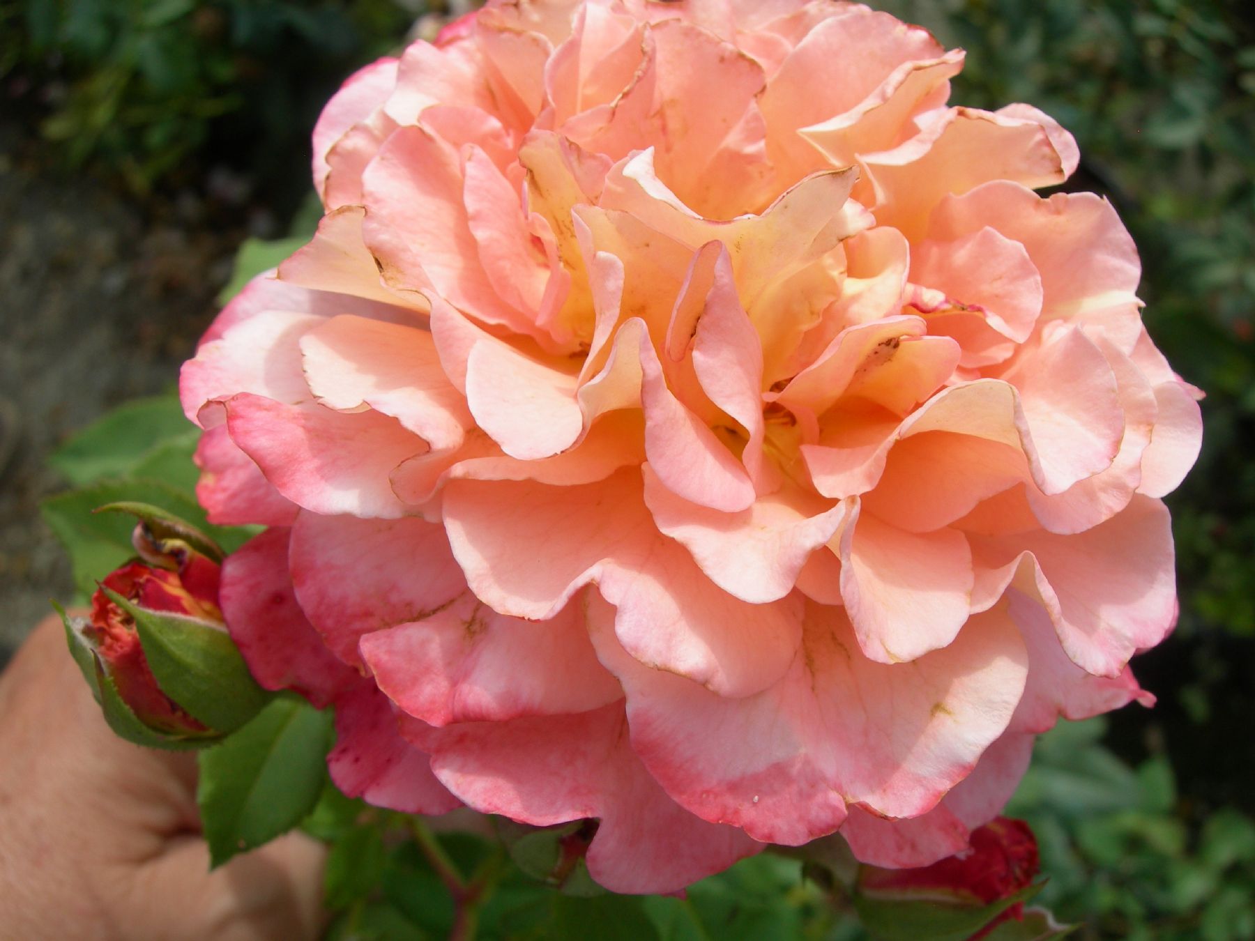 ROSA.GF_.AL_.E1_1006