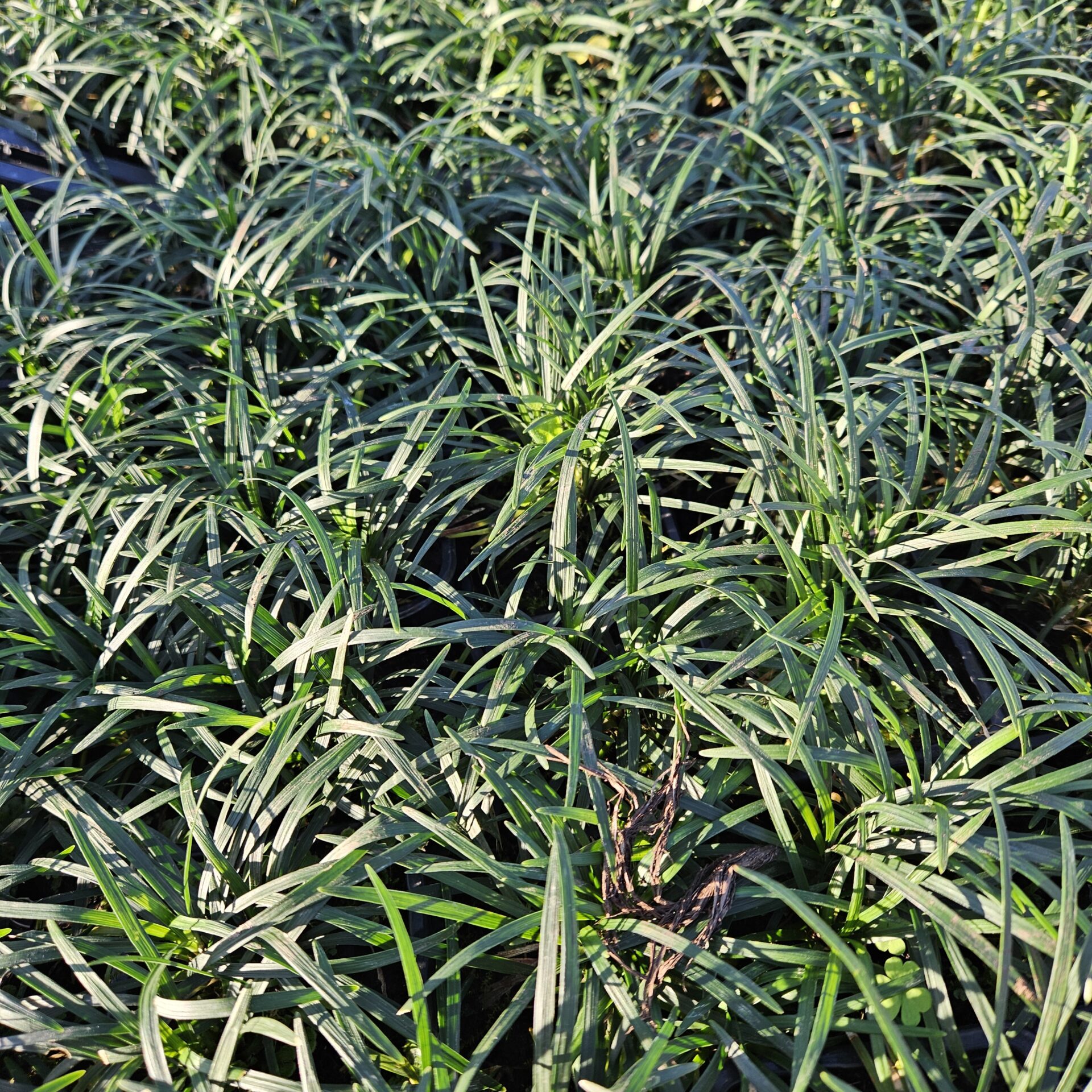 CONV.JA_.NA_.A1_1474