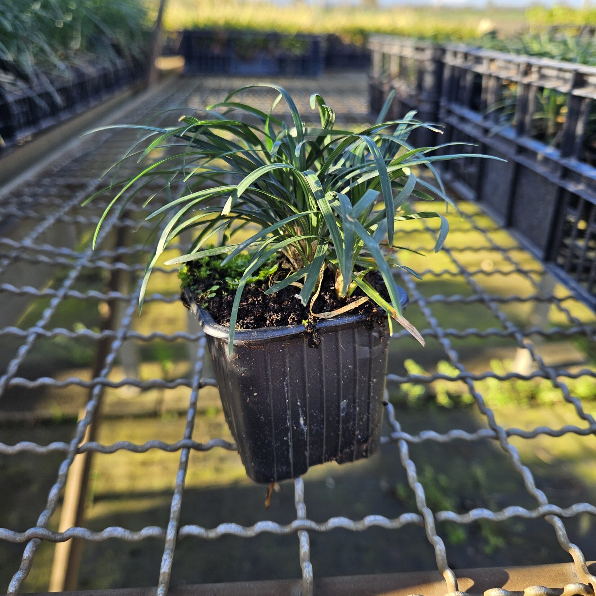 CONV.JA_.NA_.A1_1475