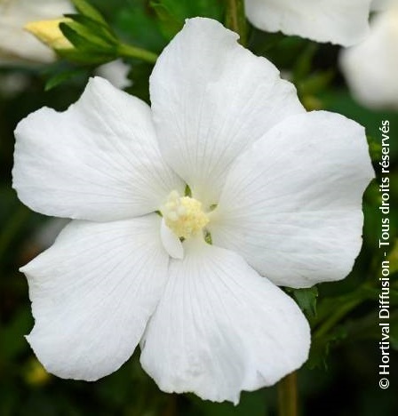 HIBI.SY_.EL_.E1_2094