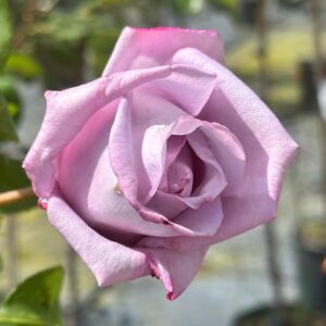 ROSA g.f. BLUE PARFUM alberello V9LT(24)