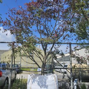 ACER PALMATUM HYBRIDO N°47 H 350/400 PIB960LT *