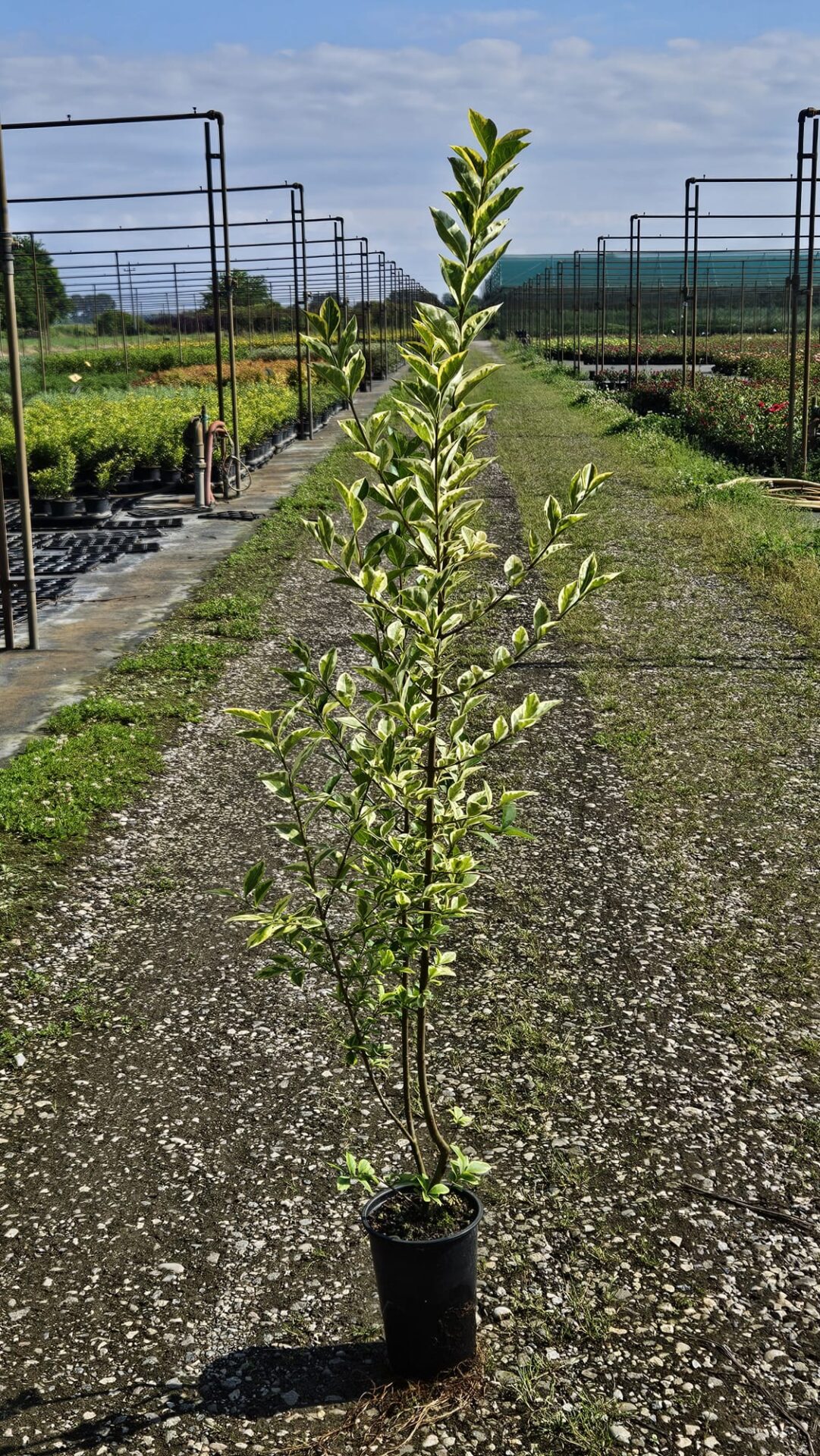 LIGU.OV_.AU_.B1_2433