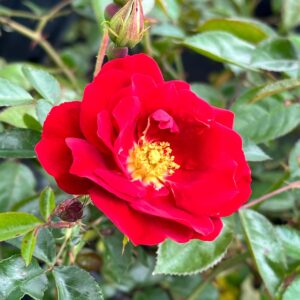 ROSA MAINAUFER CIOTOLA 30