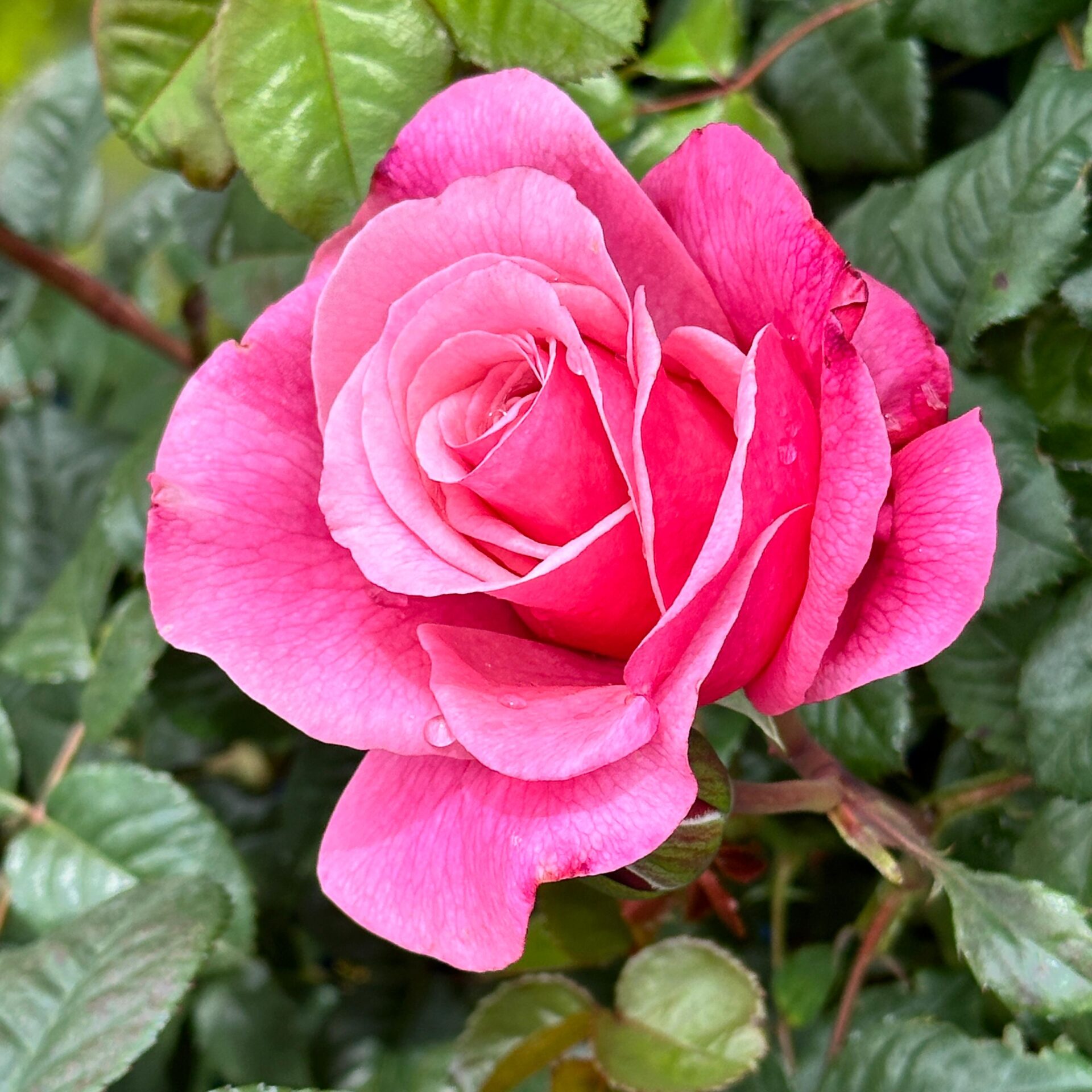 ROSA.SE_.NO1_.E1_2249