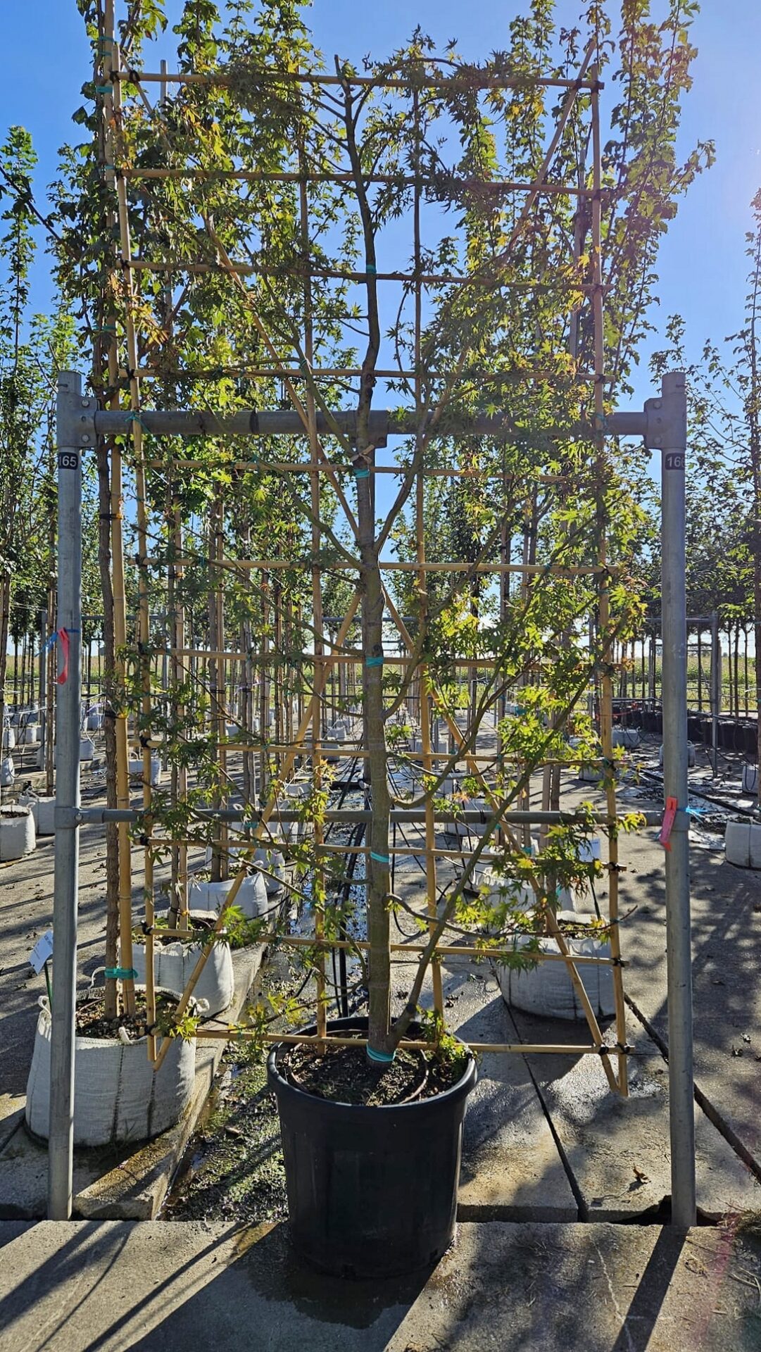 ACER.PO_.SP_.VAS_3086