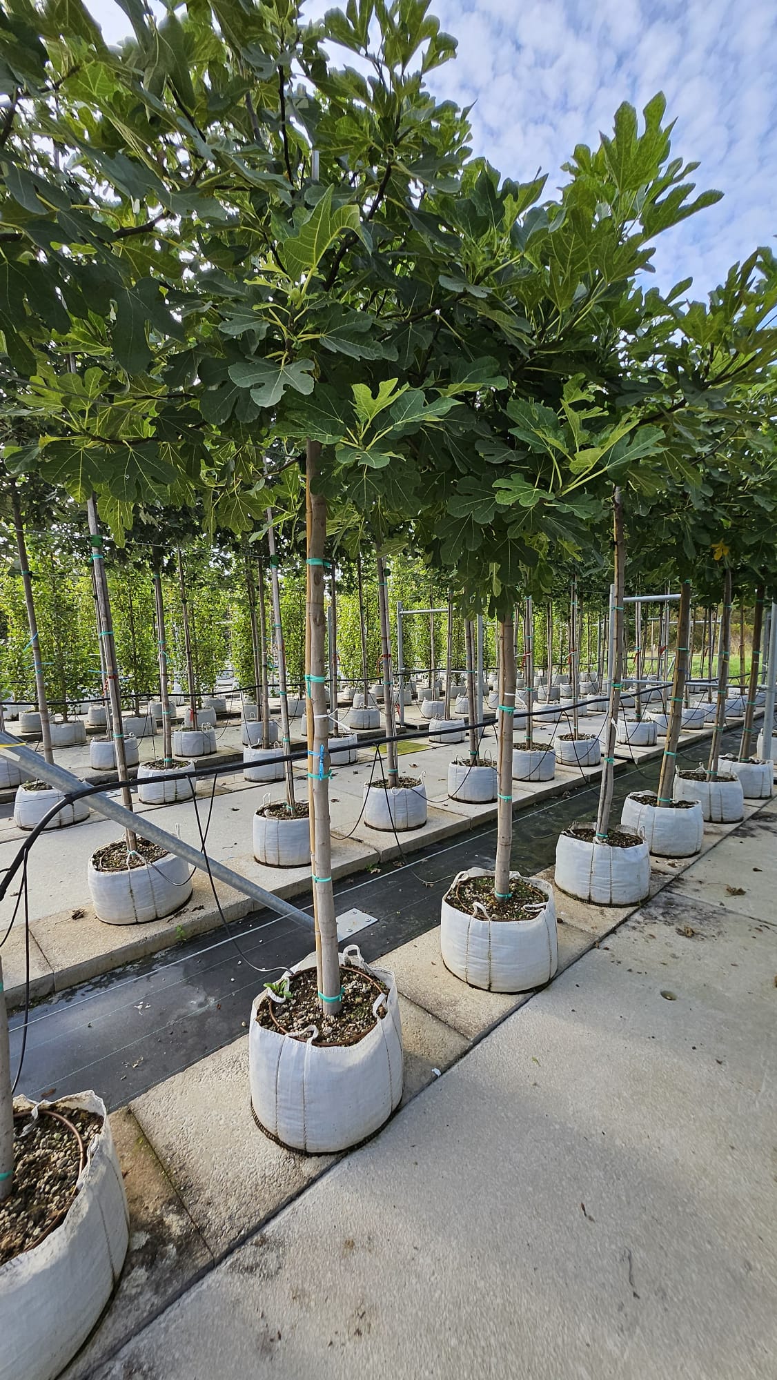 FICU.CA_.BD_.V4_3122