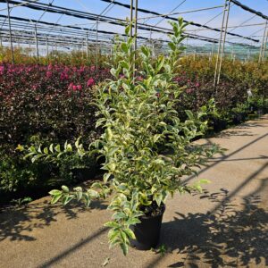 LIGUSTRUM JAP. EXCELSUM SUPERBUM V9LT (24)