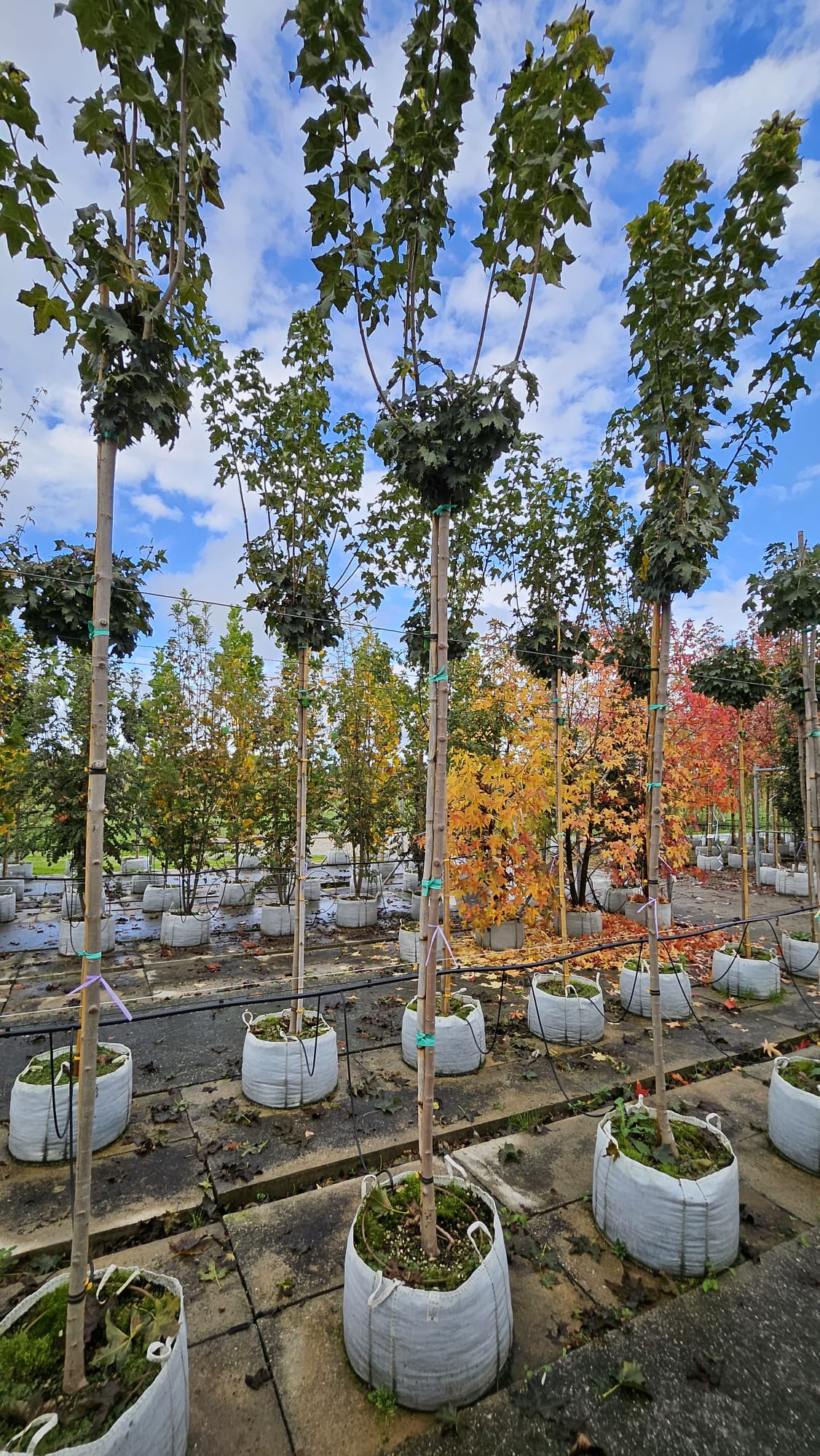 ACER.PL_.GLV4_3353