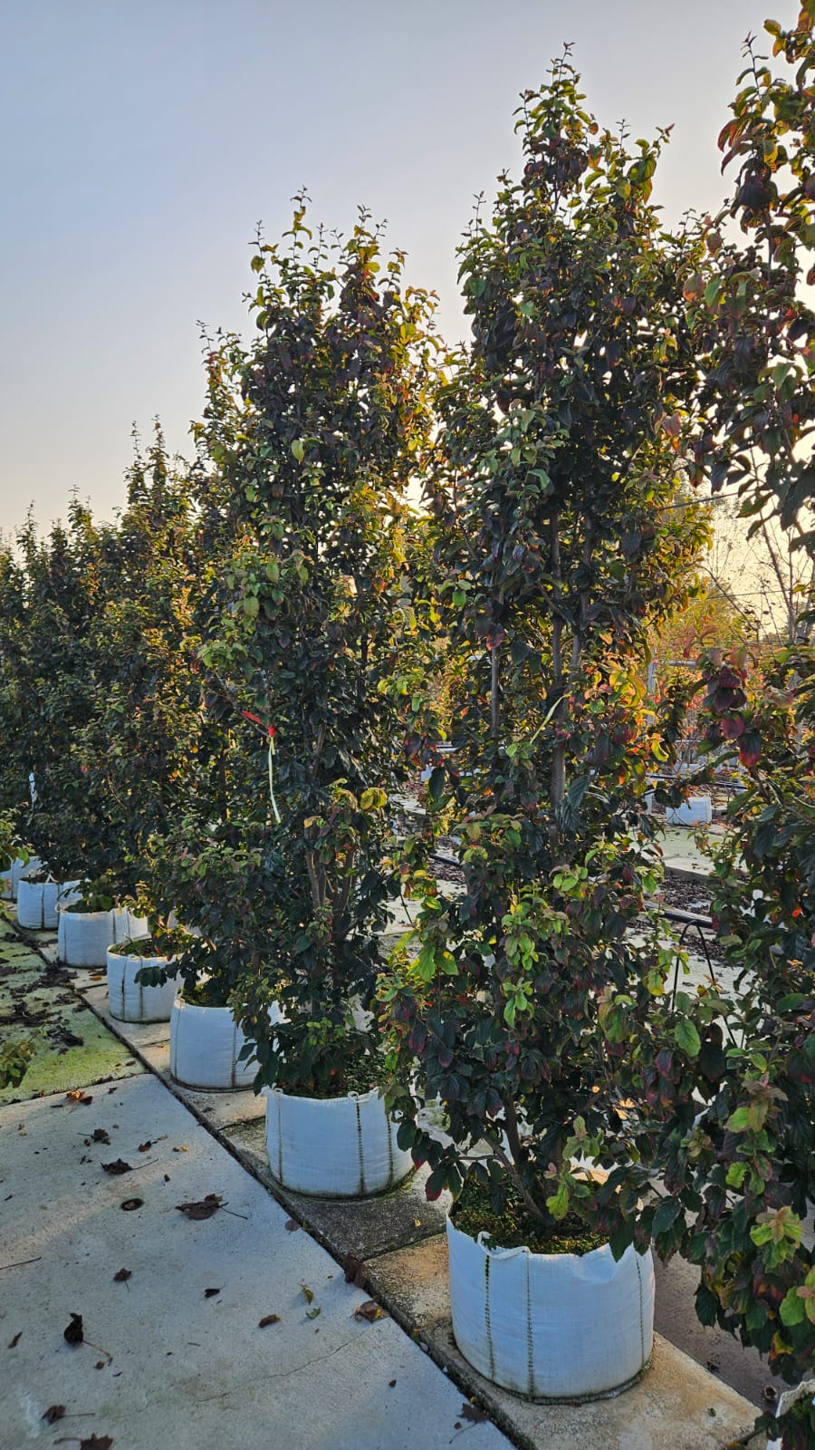 PARR.PE_.BE_.VC3_3386