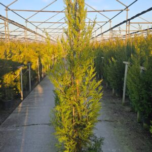 CUPRESS. LEYLANDII 2001 V9LT (24)