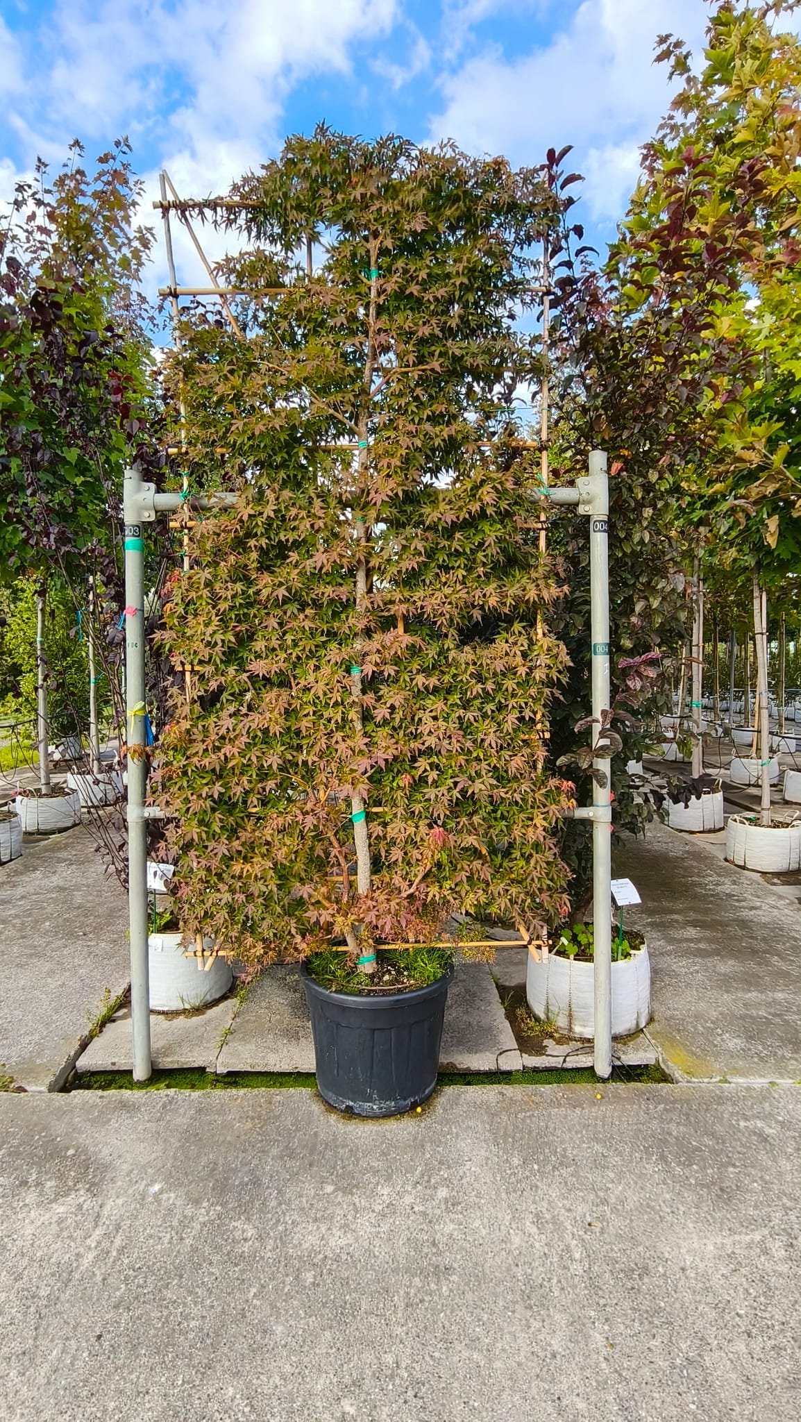 ACER.PO_.SP_.VAS_4190