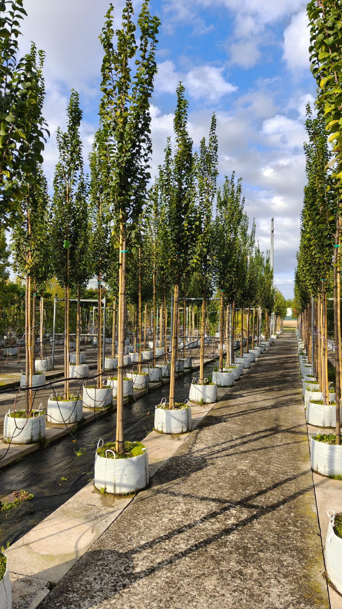 CARP.BE_.LU_.V3_3984