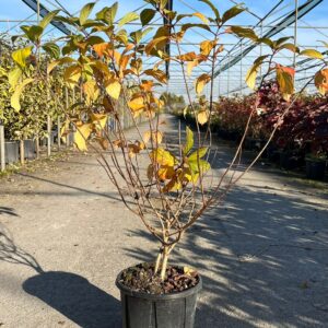 HYDRANGEA PAN. UNIQUE V3LT (18)