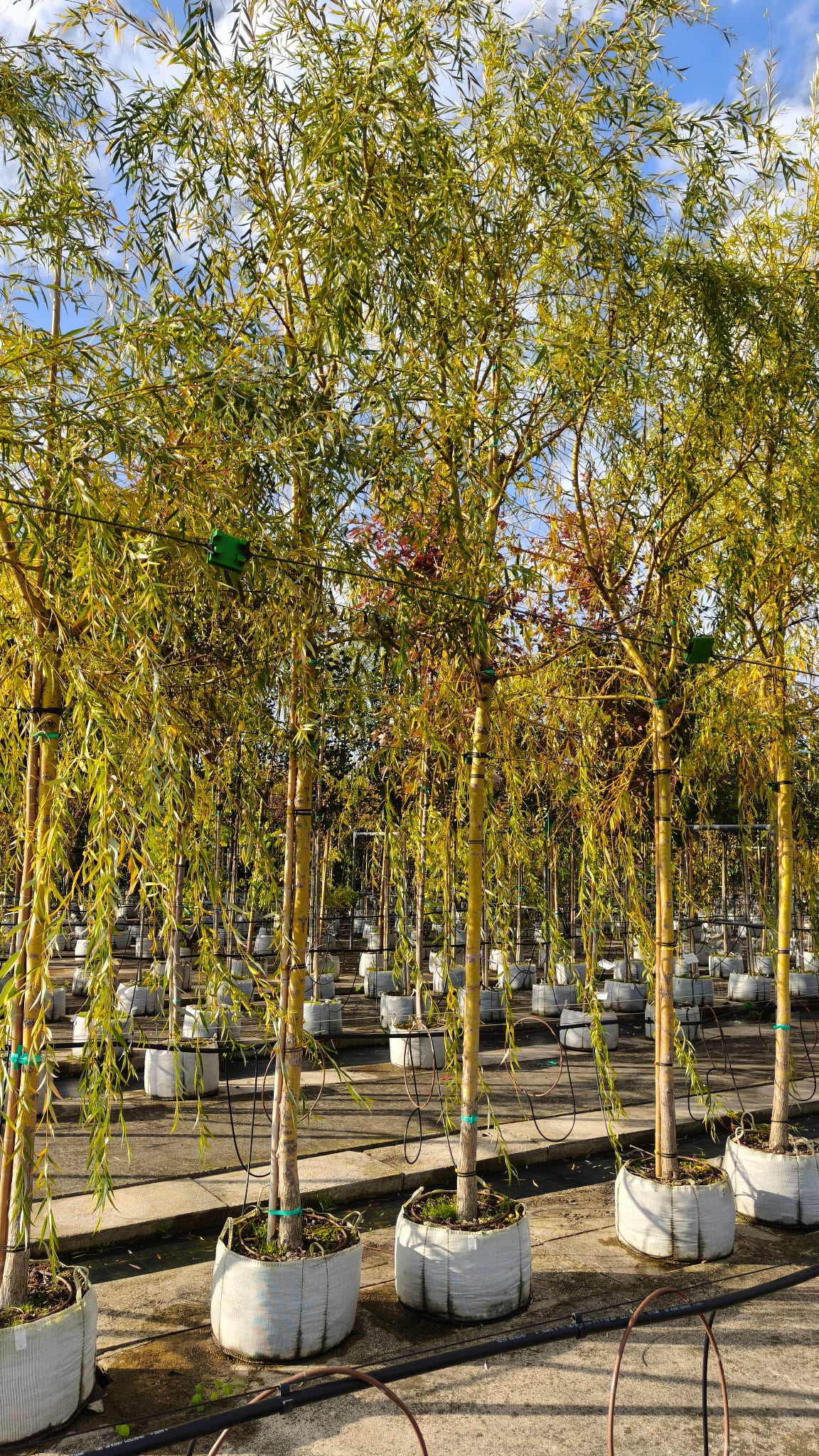 SALI.SE_.CH_.V6_3964