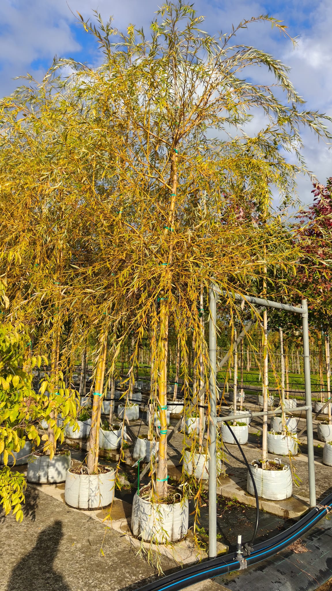 SALI.SE_.CH_.V6_3967