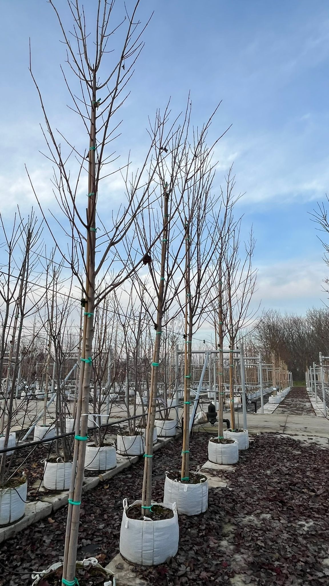 ACER.RU_.OG_.V2_4871