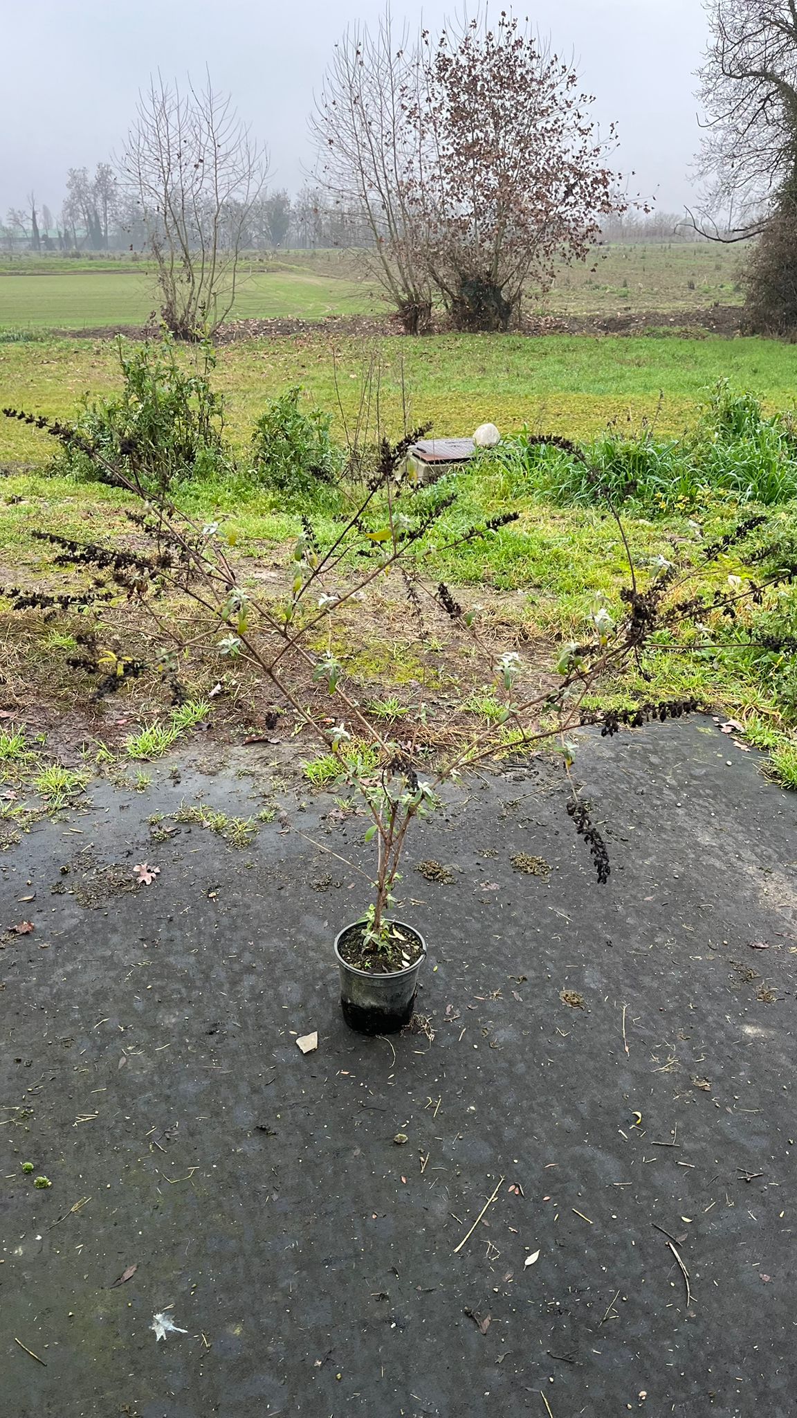 BUDD.DA_.BK_.B2_4920