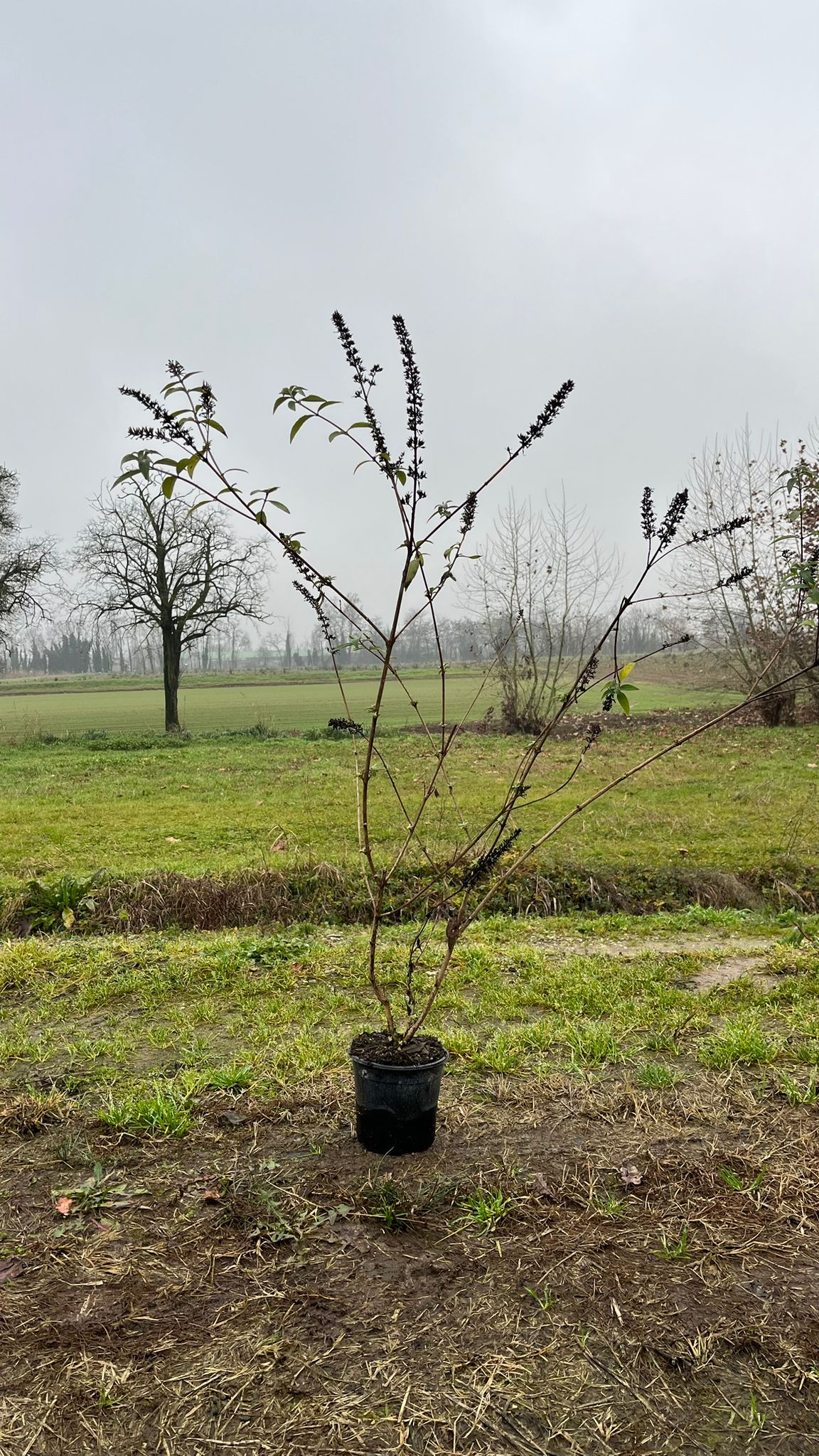 BUDD.DA_.EB_.B2_4921