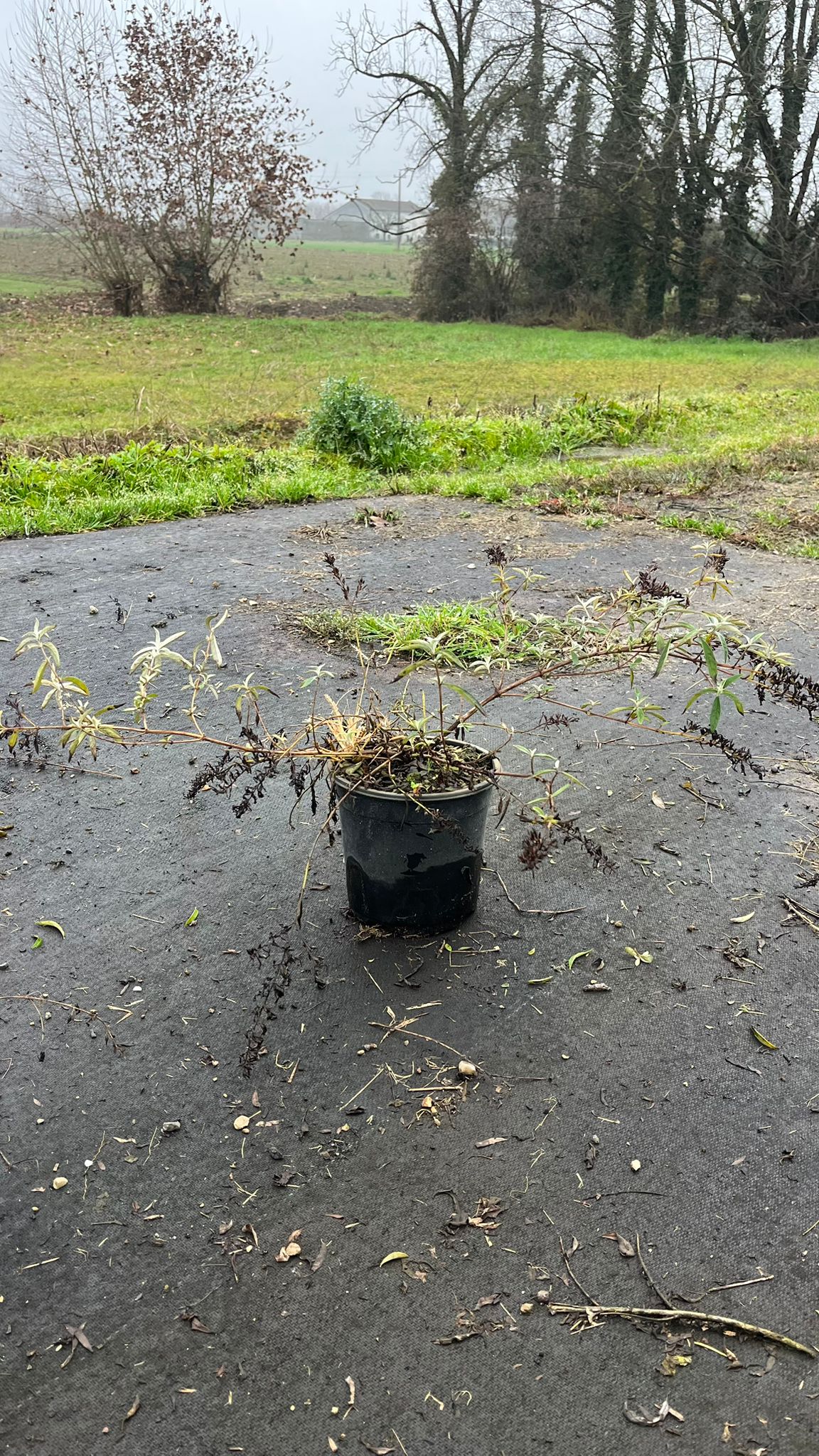 BUDD.DA_.NP_.B2_4922