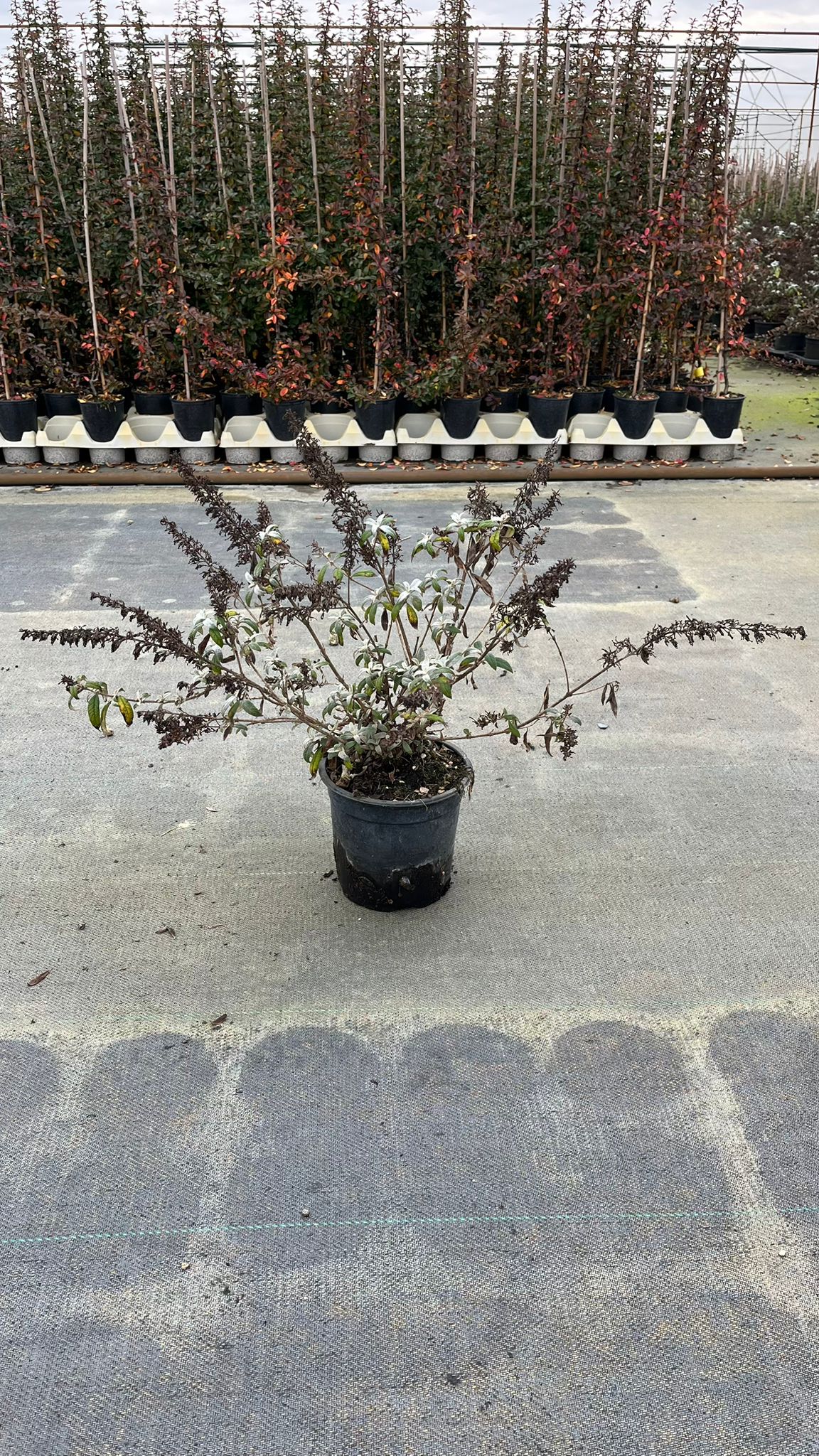 BUDD.DA_.PD_.B2_4940