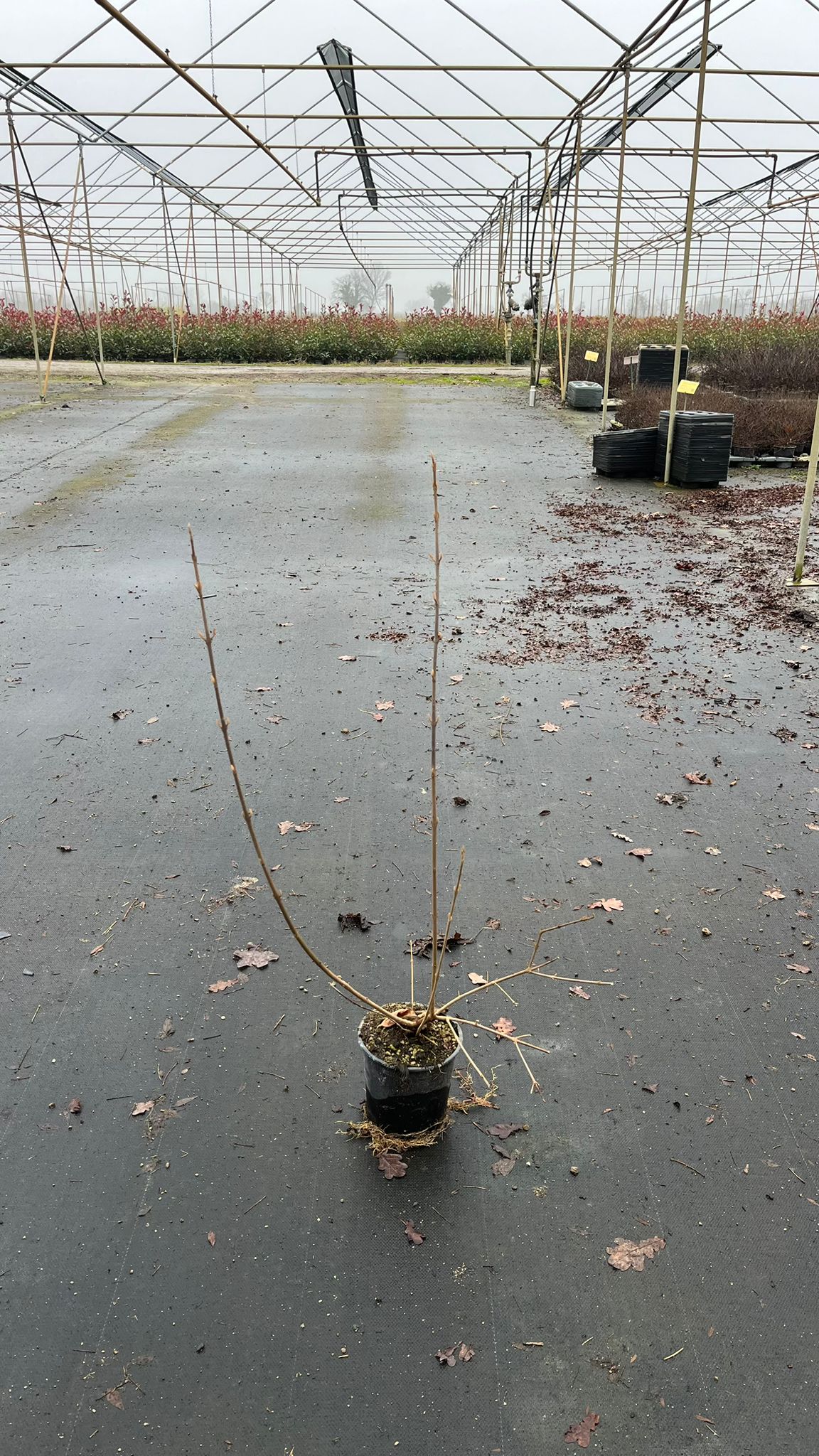 CALL.BO_.PR_.B2_4909