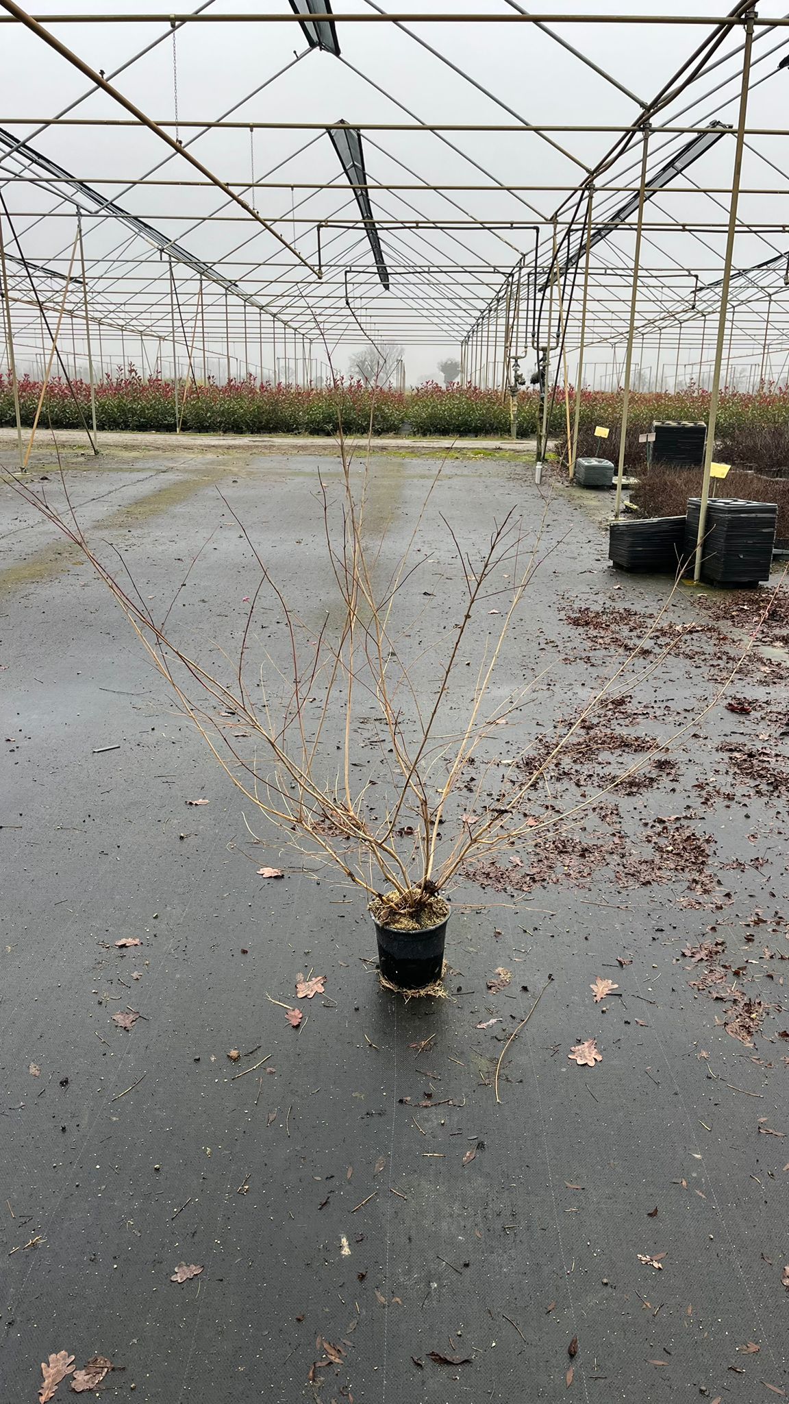 CALL.DI_.IS_.B2_4908