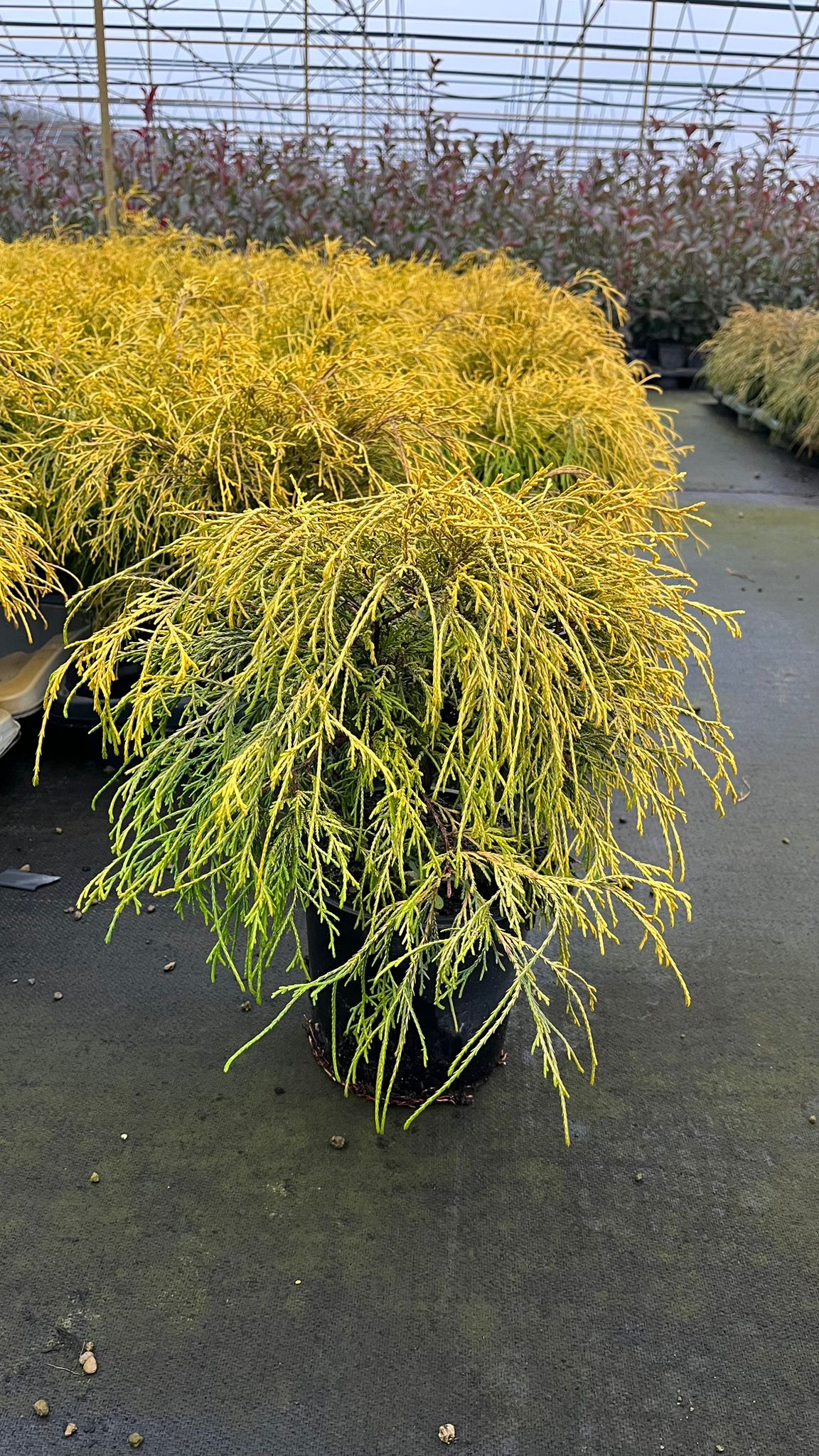 CHAM.PI_.FA_.B2_4924