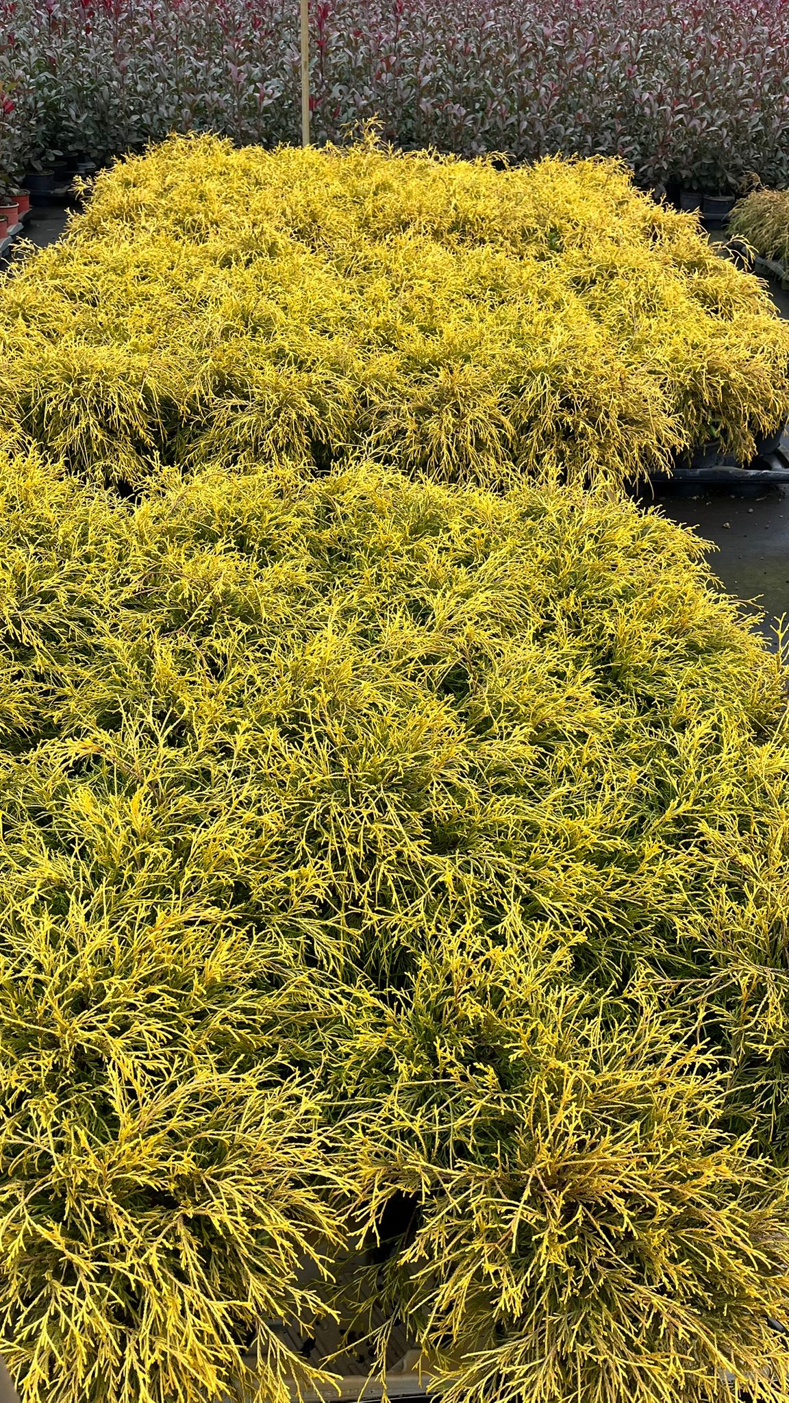 CHAM.PI_.FA_.B2_4925