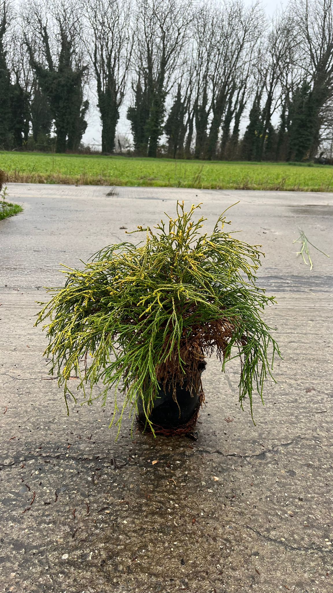 CHAM.PI_.SU_.B2_4903