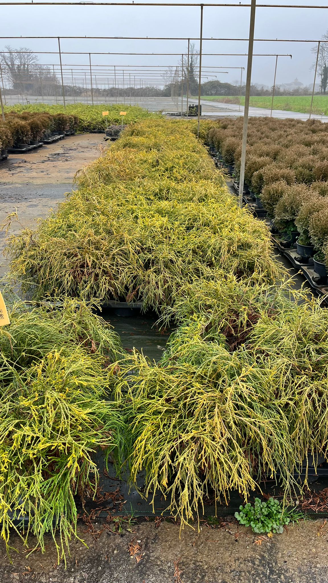 CHAM.PI_.SU_.B2_4904