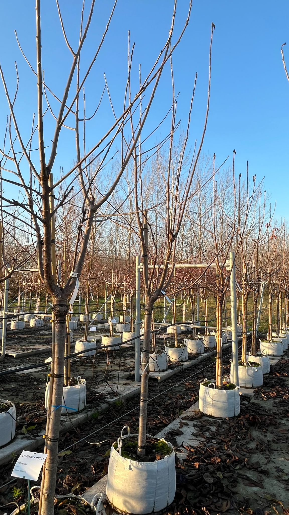 CILI.DU_.KO_.V5_4816