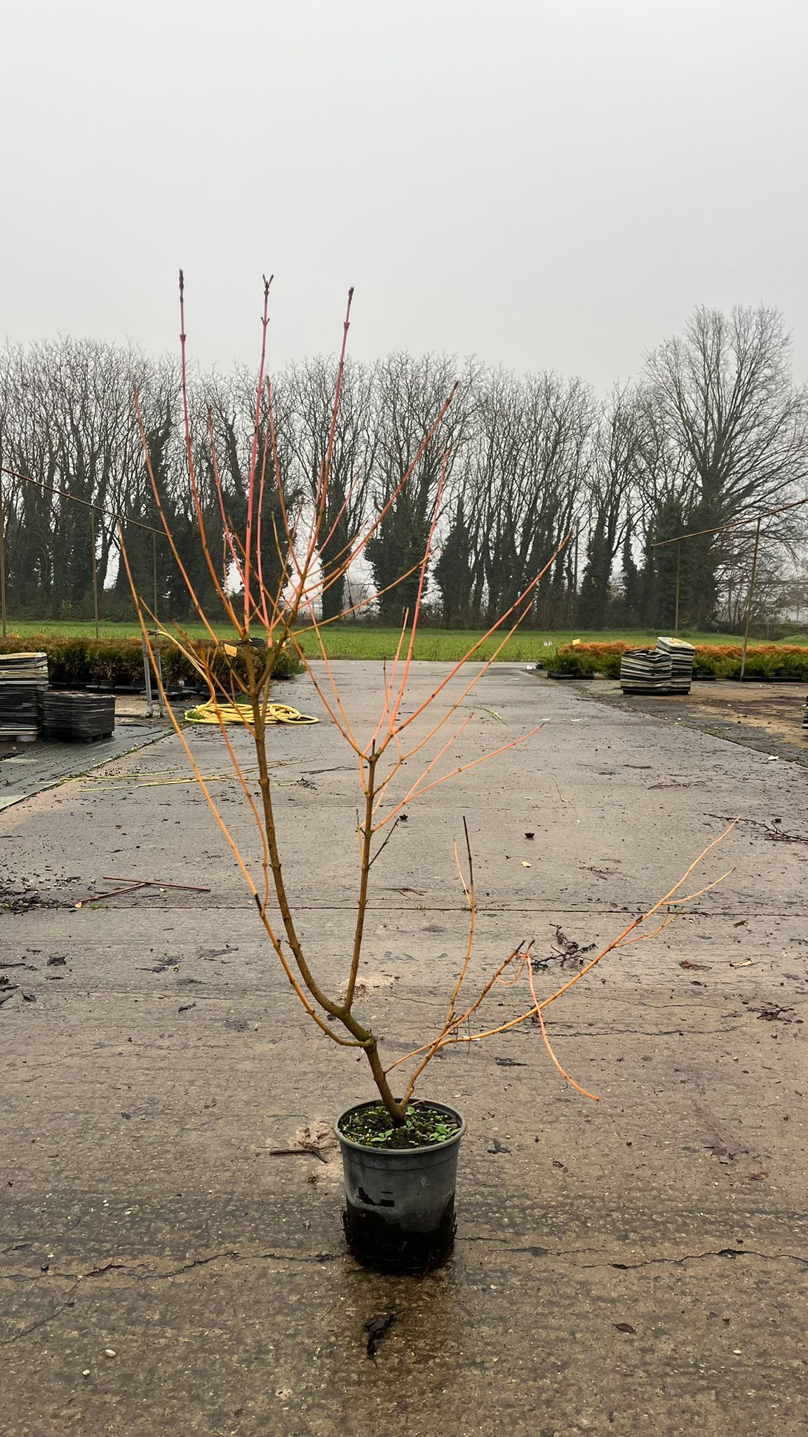 CORN.SA_.MF_.B2_4900