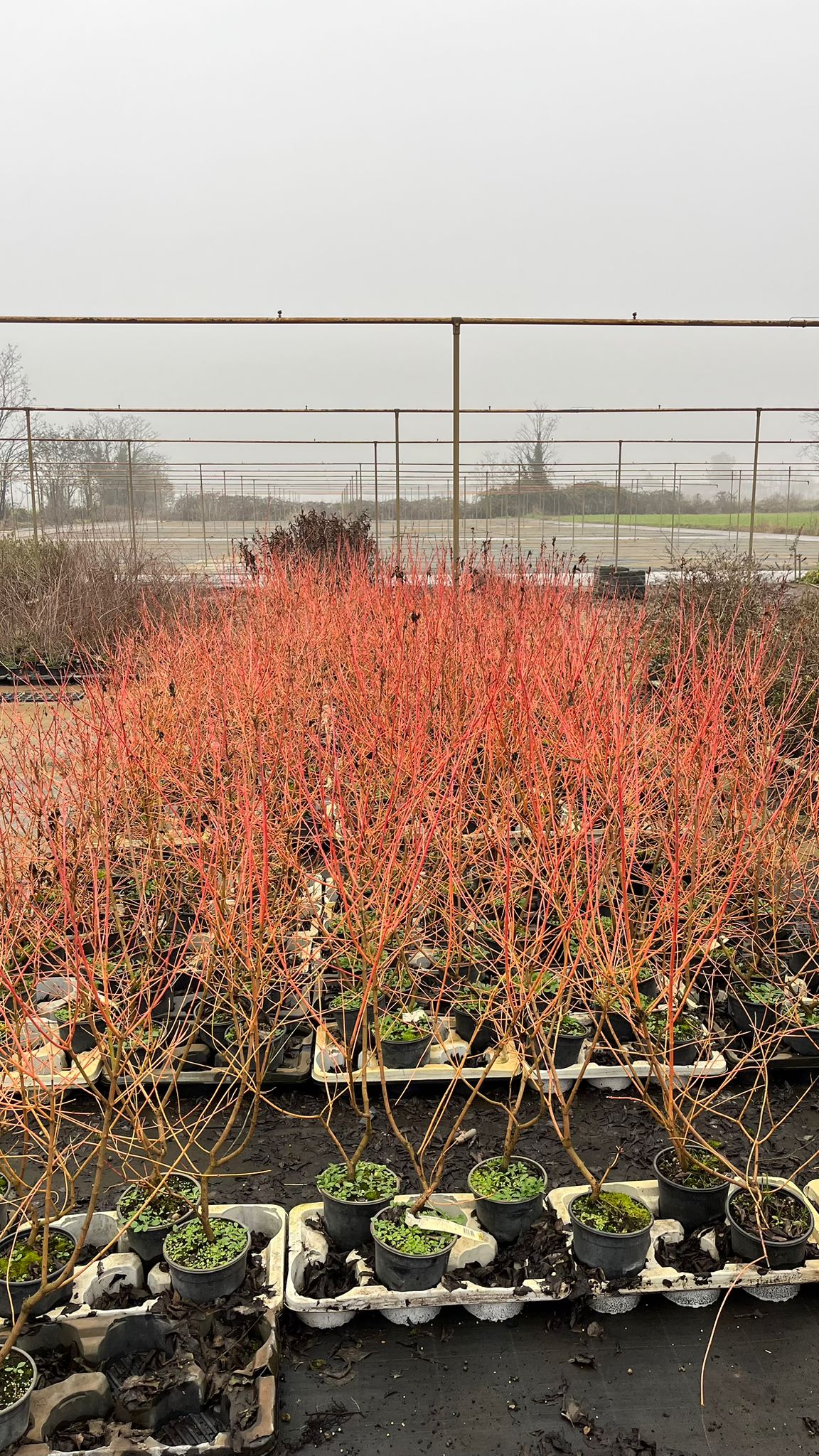 CORN.SA_.MF_.B2_4901