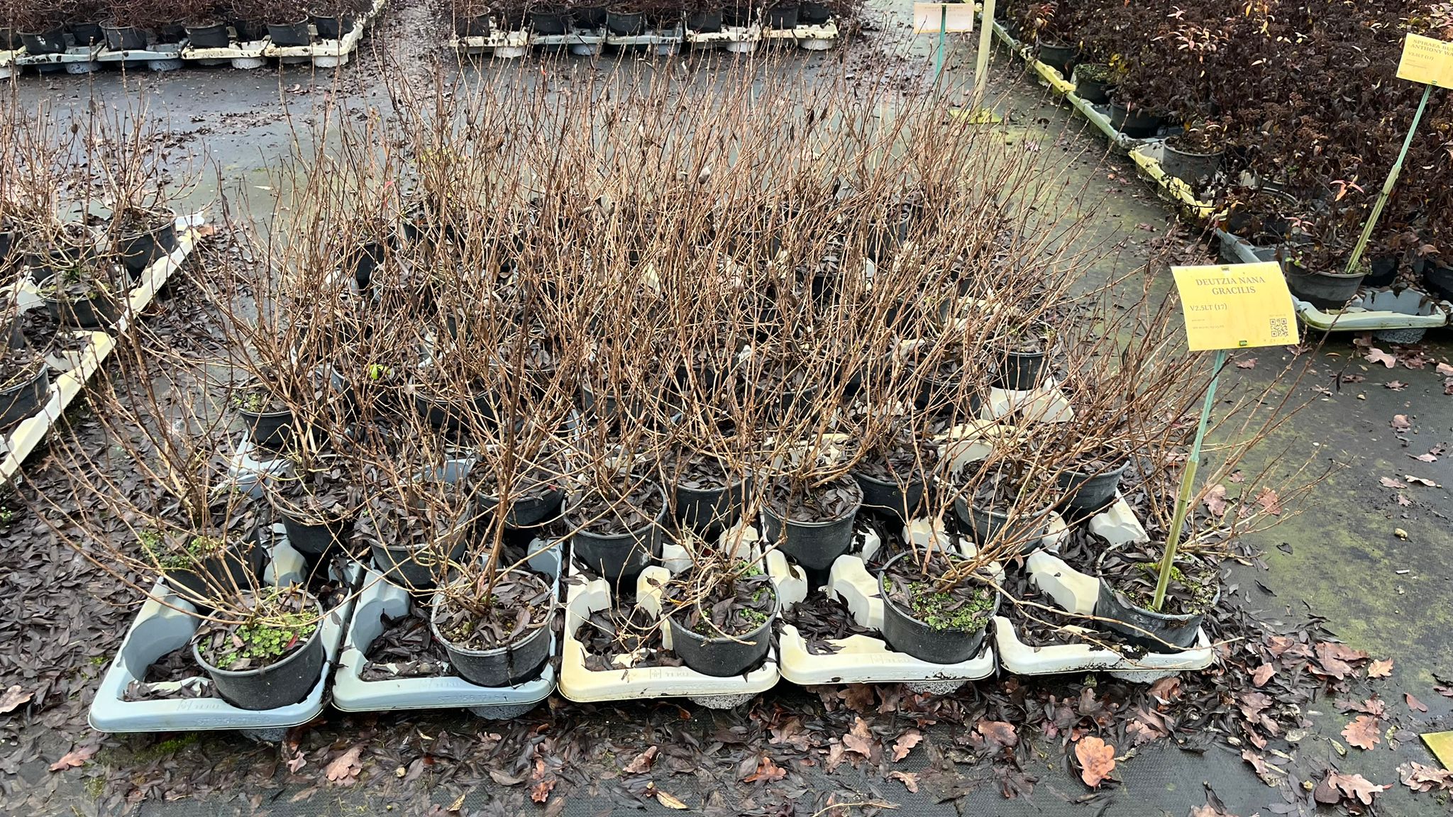 DEUT.NA_.GR_.B2_4910