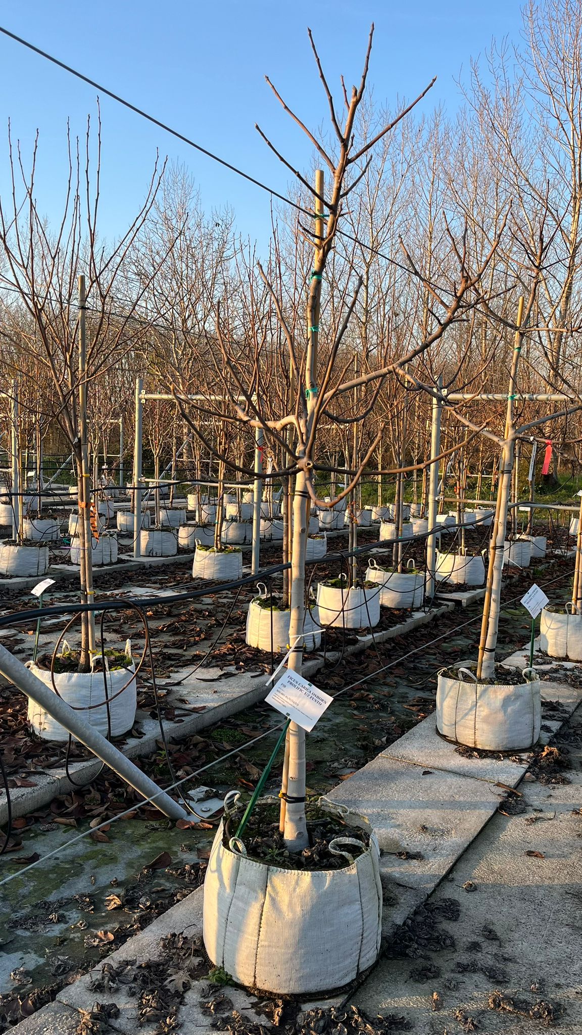 FICU.CA_.OP_.V3_4820