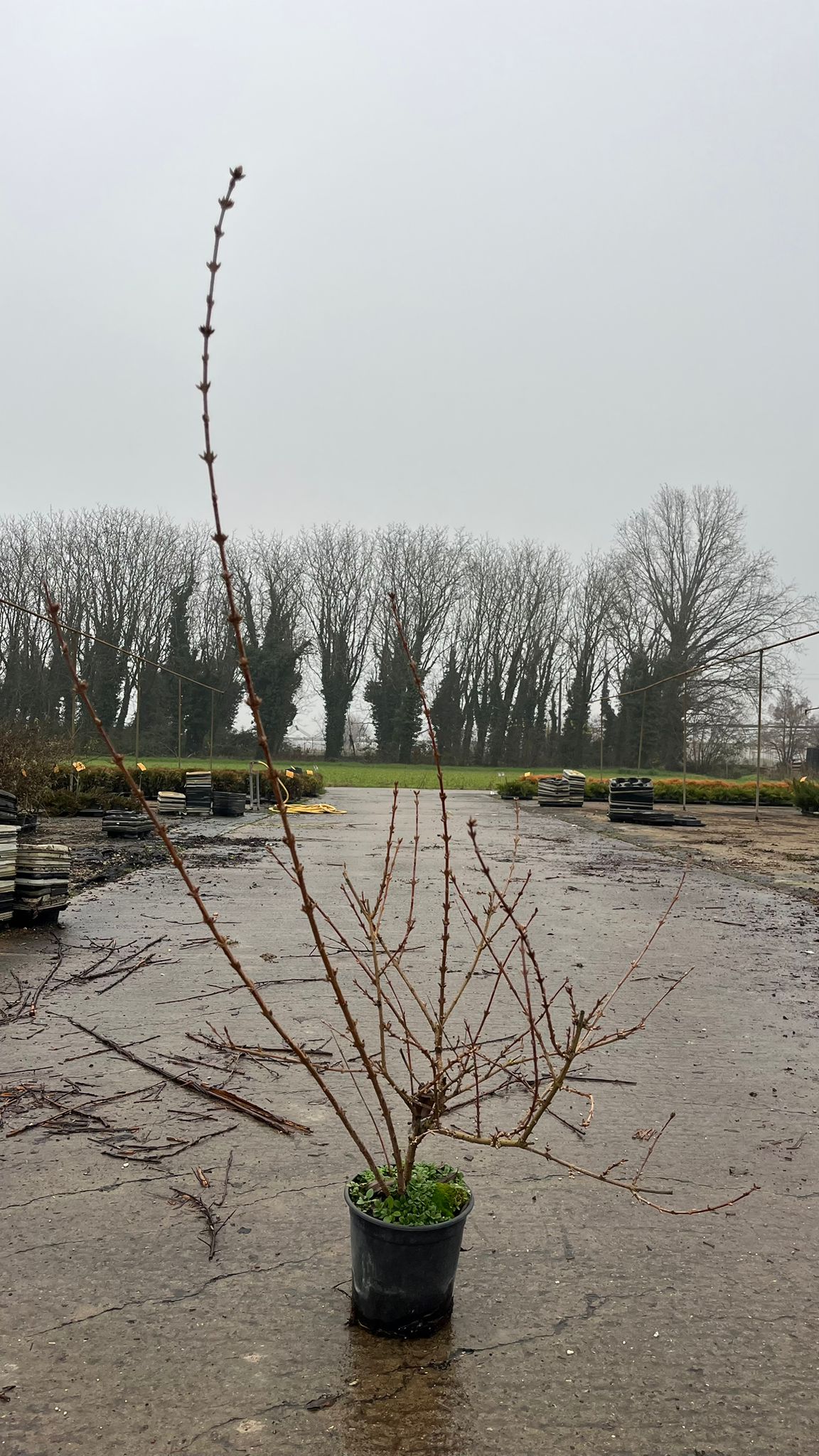 FORS.IN_.LI_.B2_4898