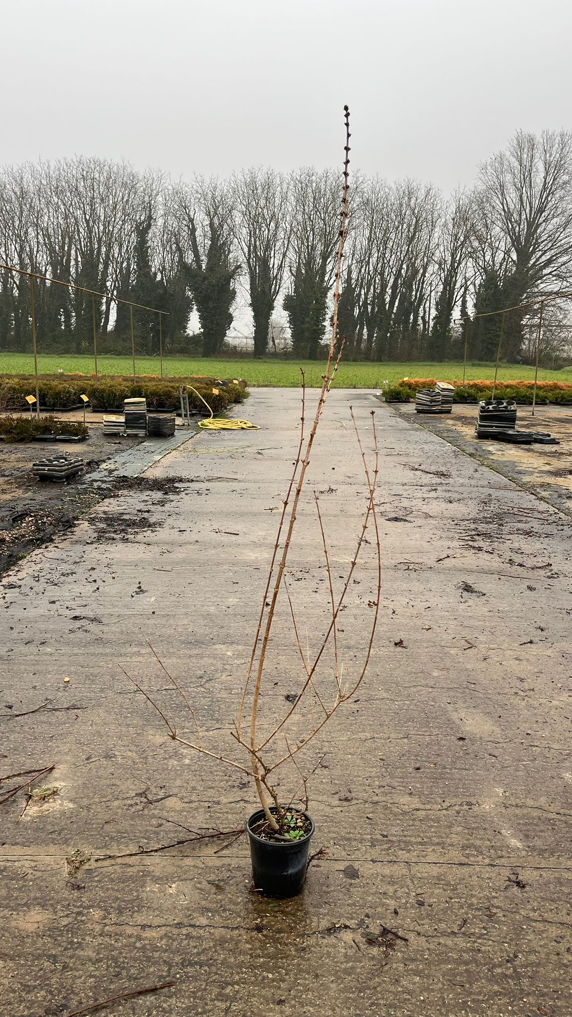 FORS.IN_.SG_.B2_4899