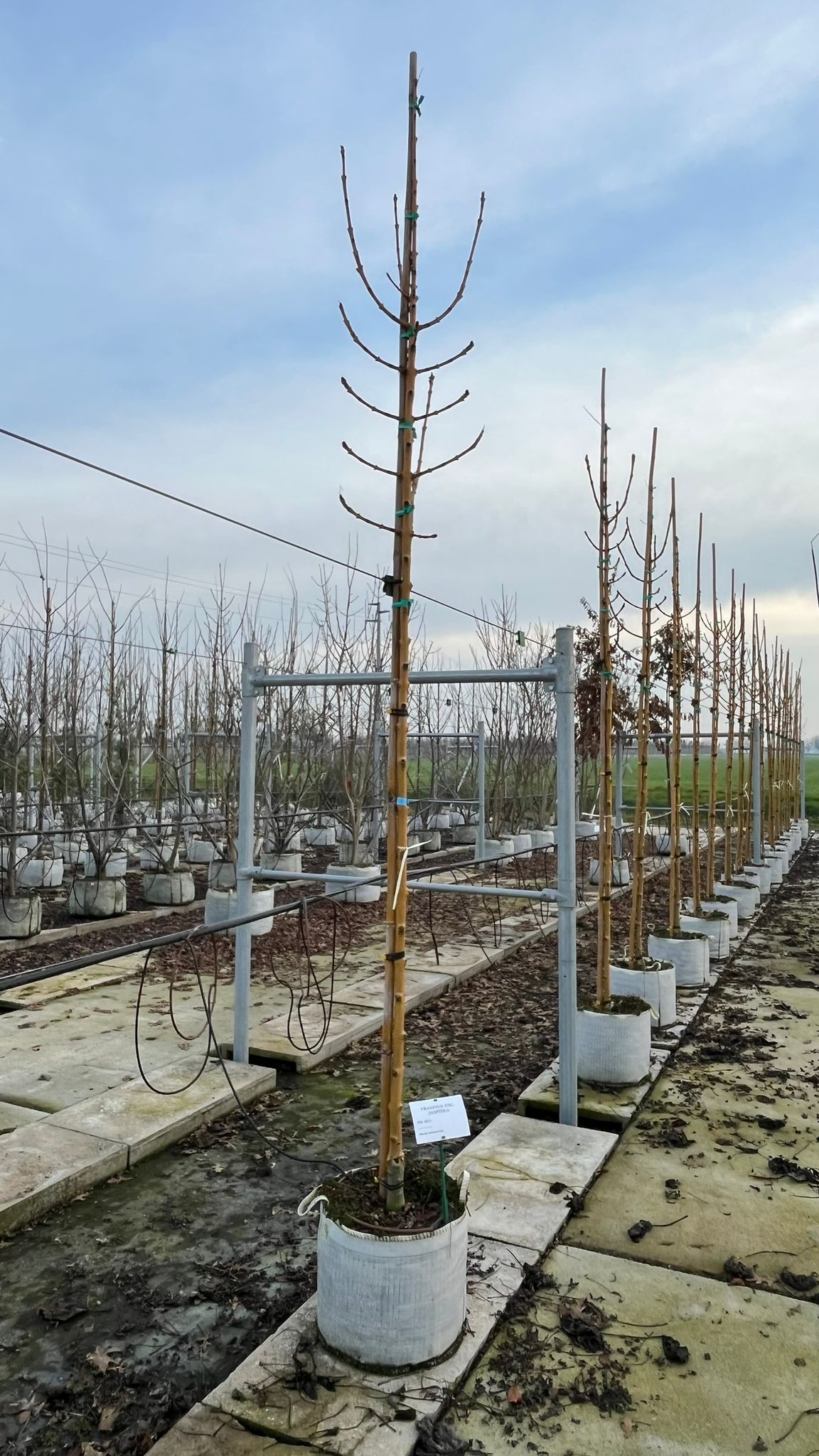 FRAX.EX_.JA_.V1_4867