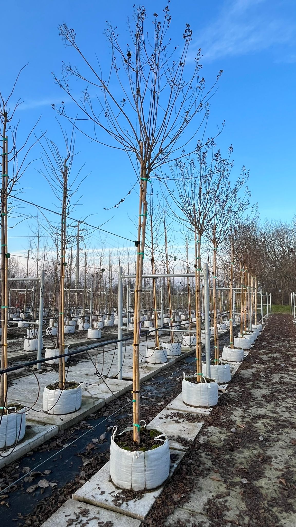 LAGE.IN_.BI_.V1_4844