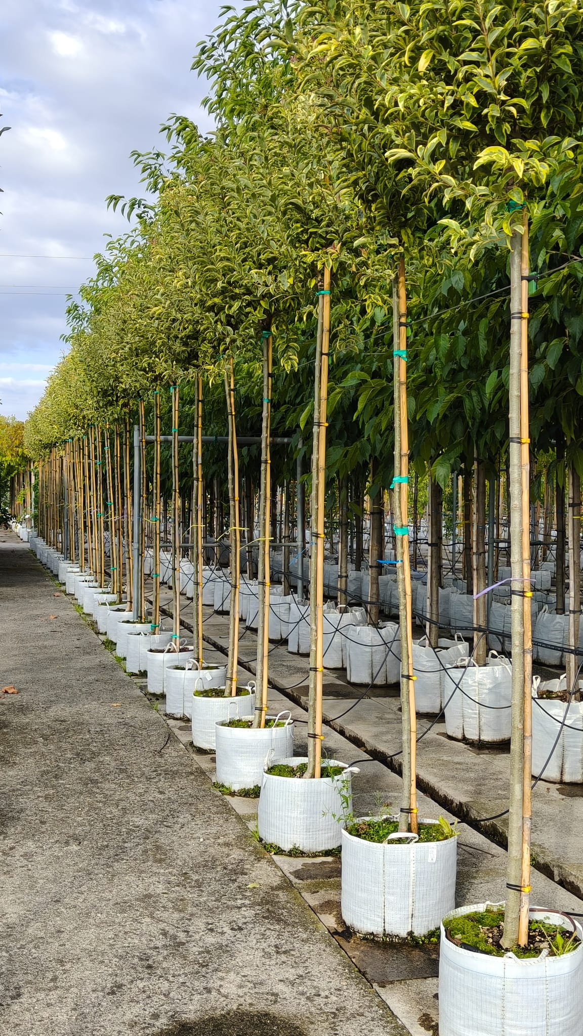 LIGU.JA_.VA_.V0_4888