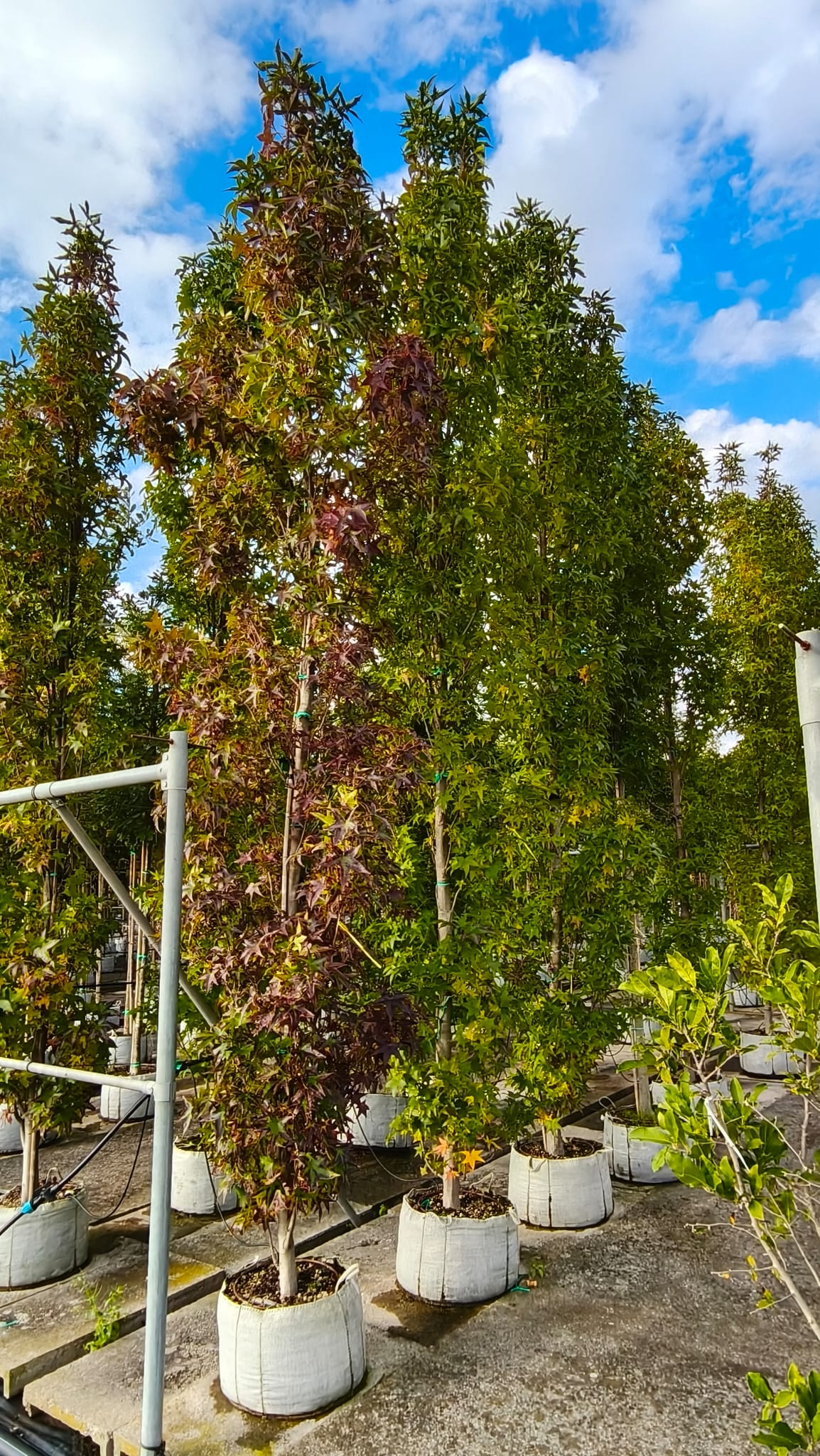 LIQU.SL_.SI_.VC7_4884