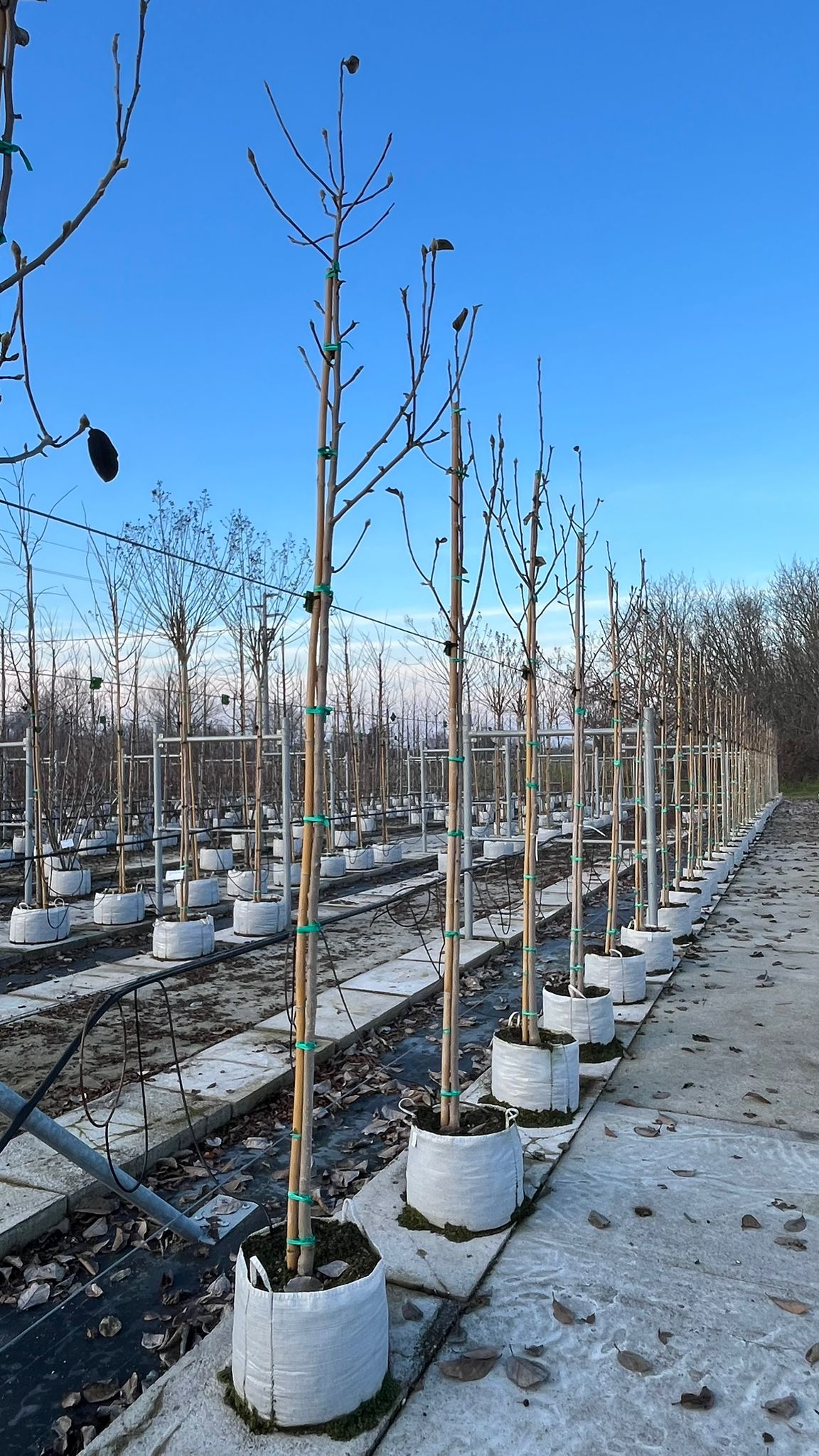 MAGN.BL_.TU_.V1_4841